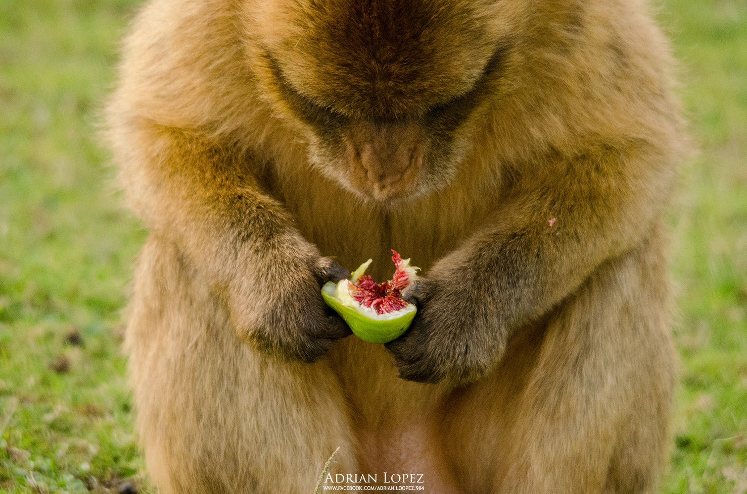 Sigma 150-500mm F5-6.3 DG OS HSM sample photo. Monkey photography
