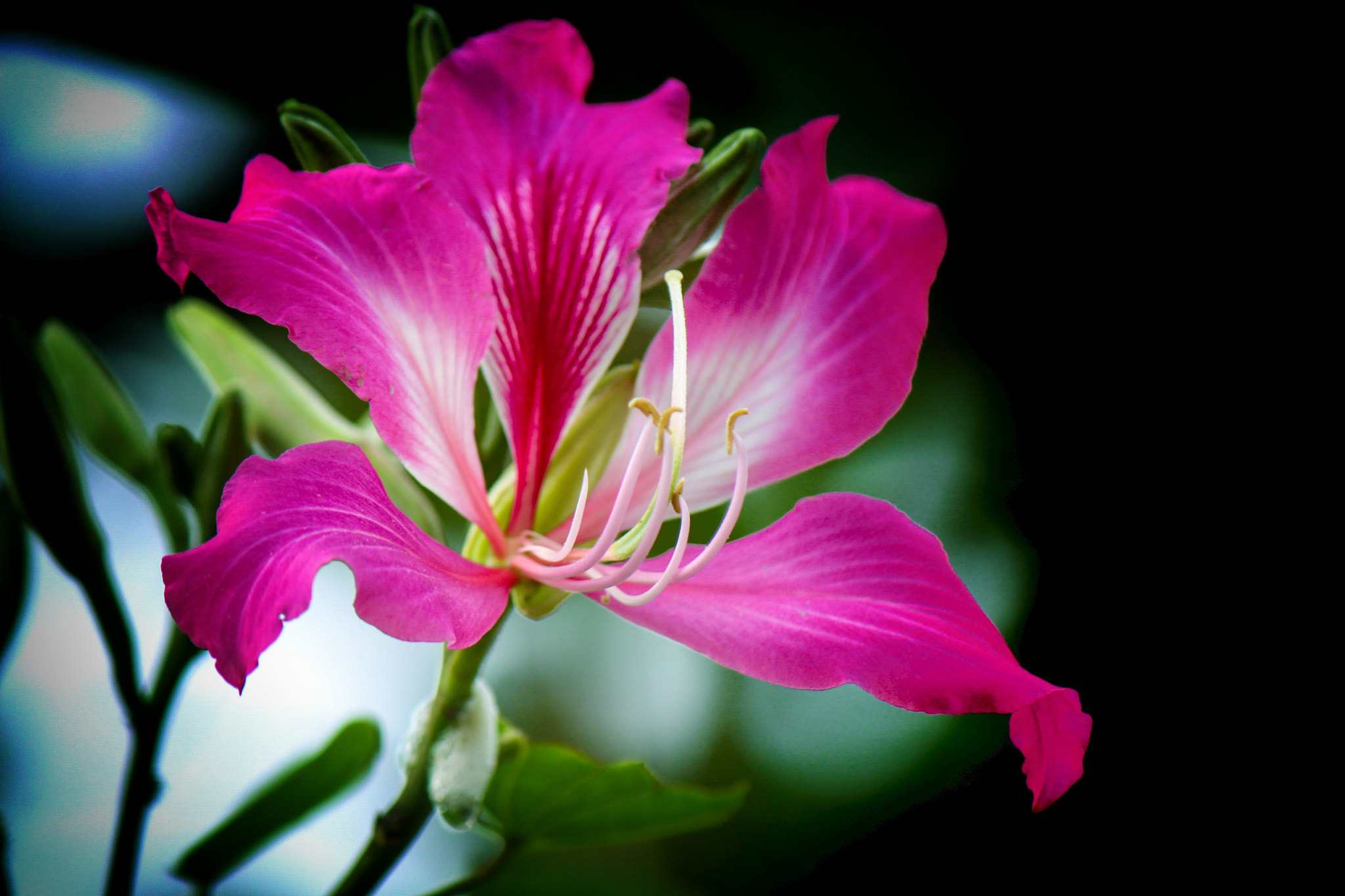 Canon EF-S 55-250mm F4-5.6 IS sample photo. Pink flower photography
