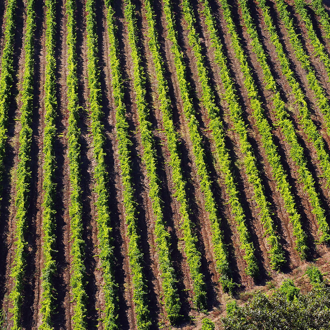 Panasonic Lumix DMC-GX8 + Olympus M.Zuiko Digital ED 12-40mm F2.8 Pro sample photo. Vignes photography
