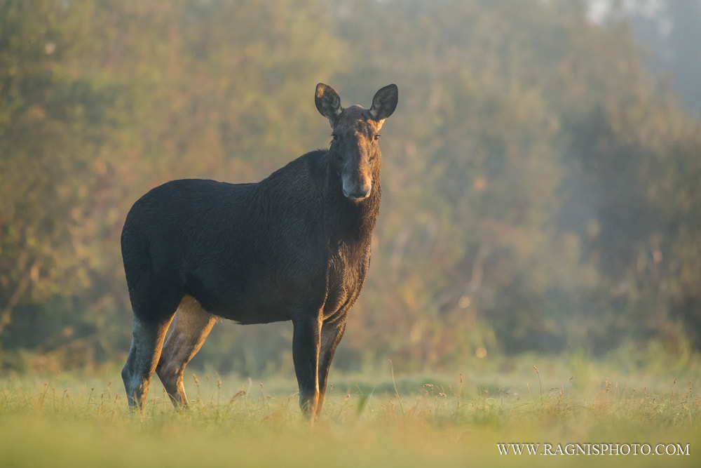 Nikon AF-S Nikkor 300mm F2.8G ED VR II sample photo. Moose cow standing on the meadow photography