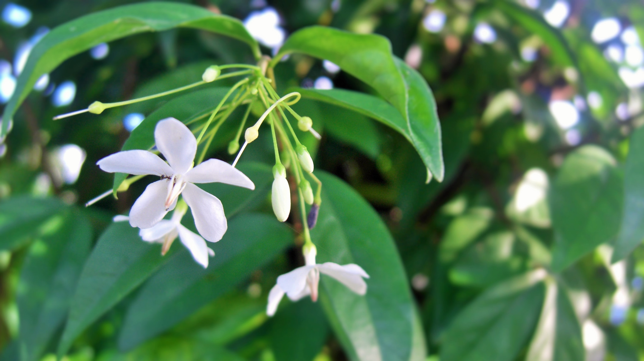 CASIO EX-Z1050 sample photo. Wrightia religiosa photography