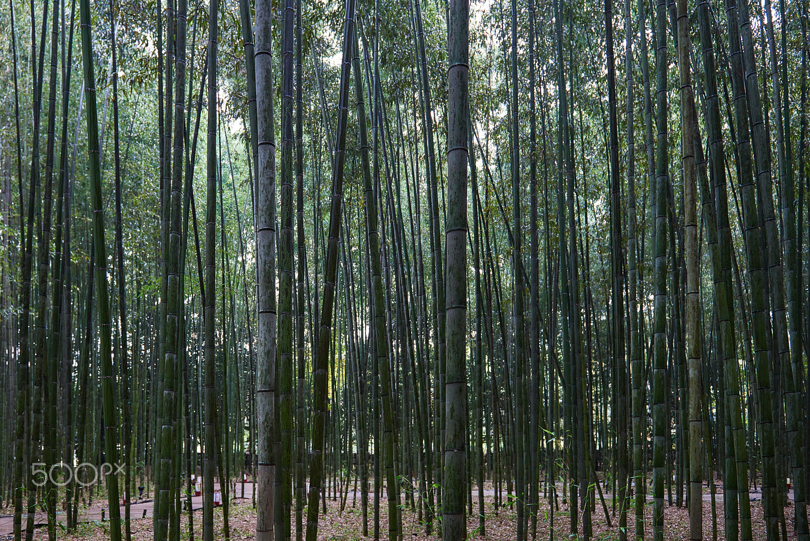 Nikon D810 sample photo. Bamboo photography
