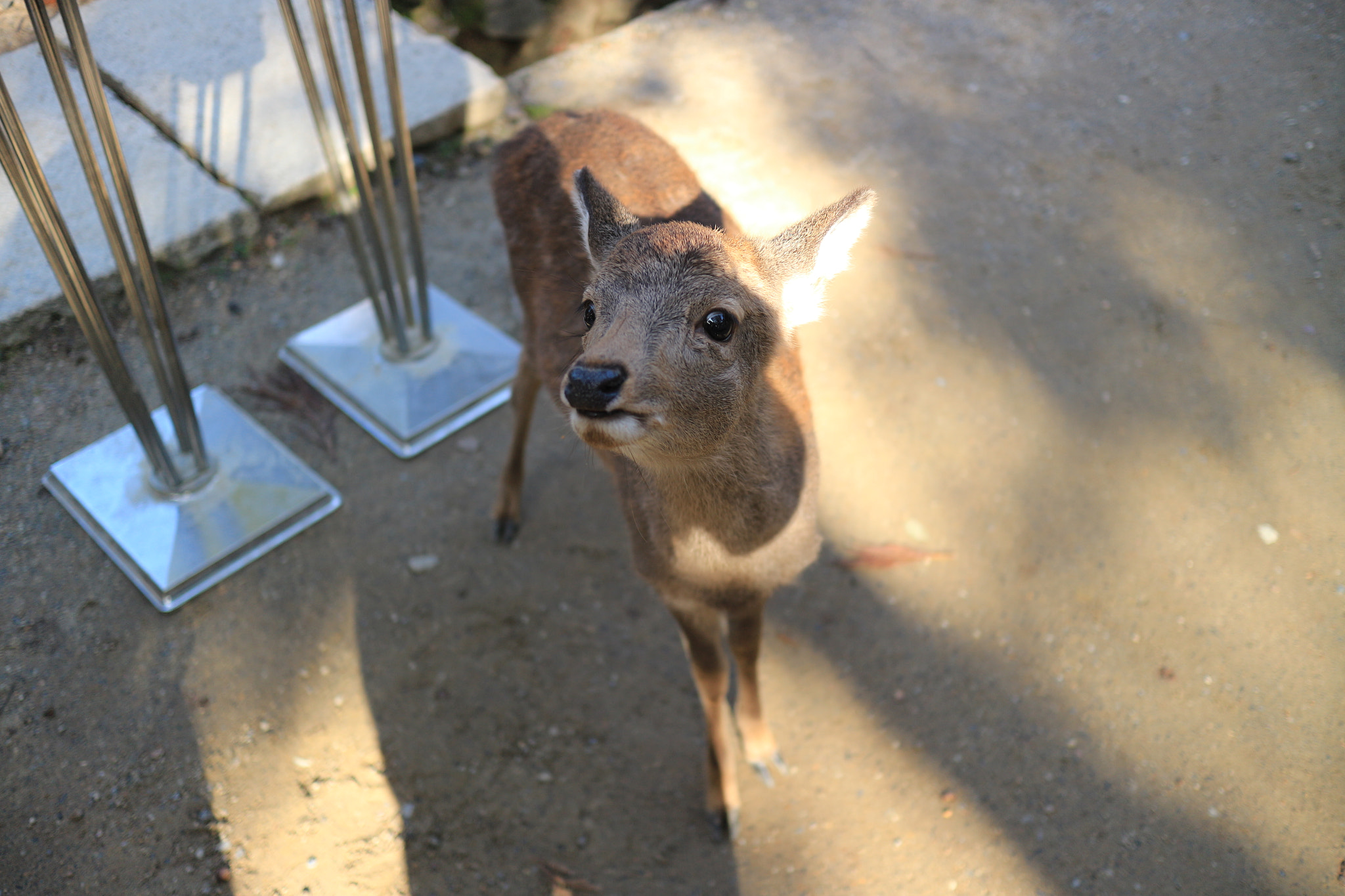 Canon EOS M10 + Canon EF-M 22mm F2 STM sample photo. The cute deer in japan photography