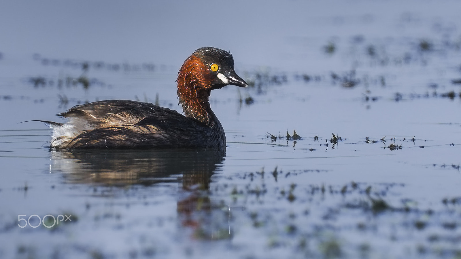Tamron SP 150-600mm F5-6.3 Di VC USD sample photo. Little grebe (tachybaptus ruficollis) photography