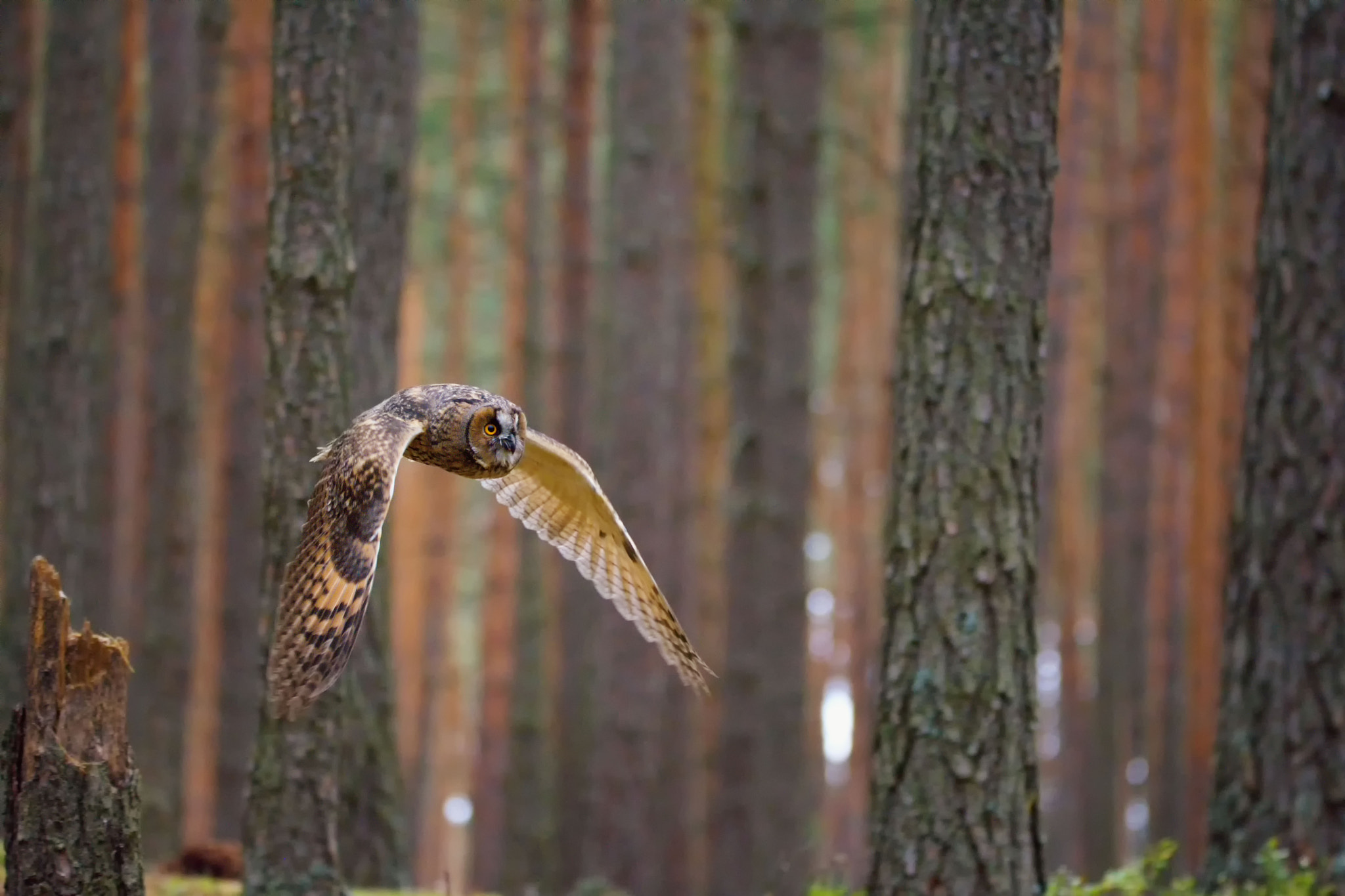 150.00 - 600.00 mm f/5.0 - 6.3 sample photo. Long-eared owl (asio otus) photography
