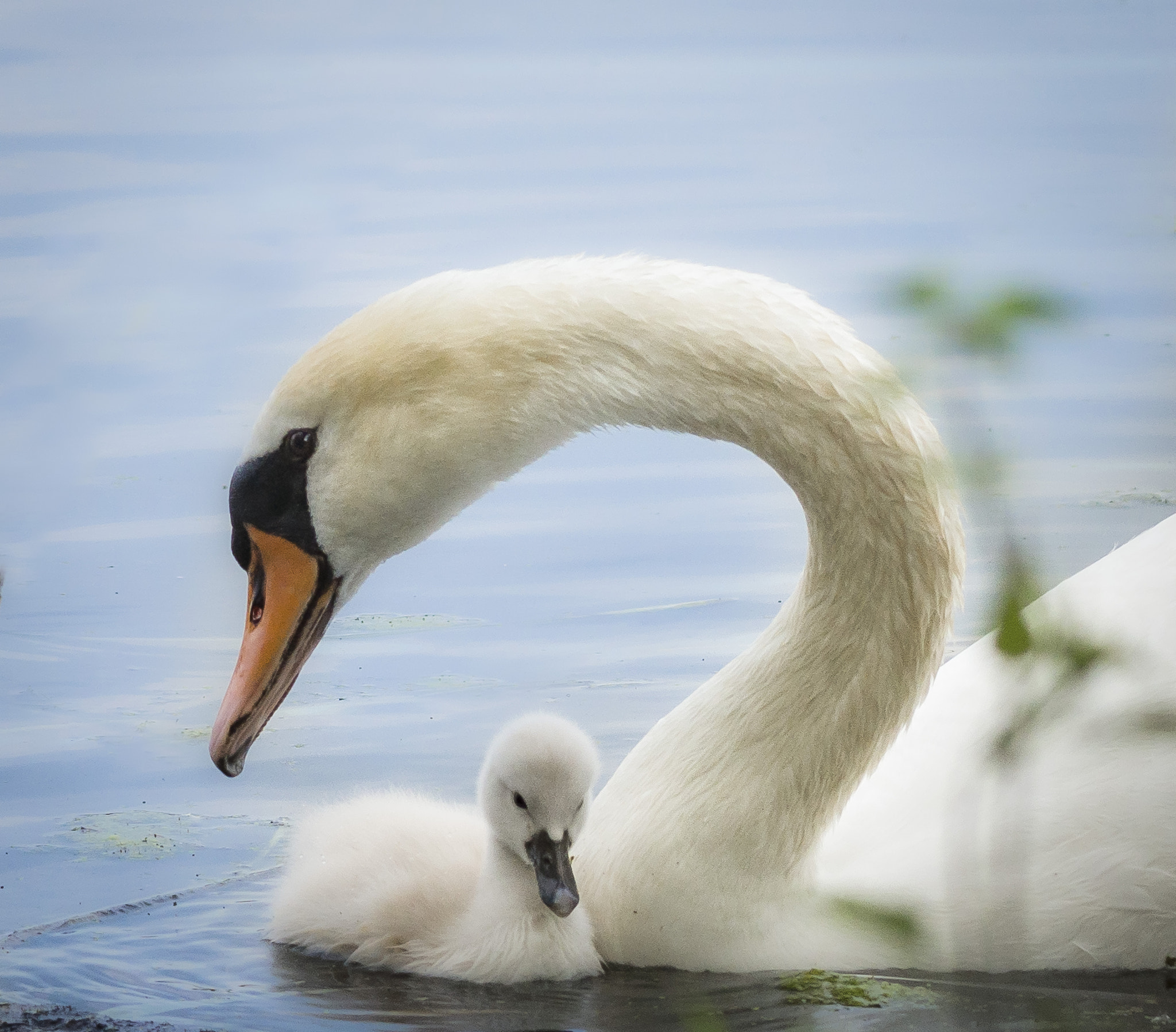 Sigma 150-500mm F5-6.3 DG OS HSM sample photo. Behütet photography