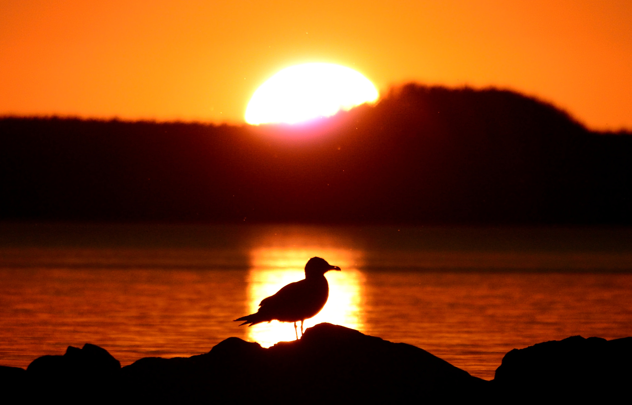 Nikon 1 V2 sample photo. Late bird photography