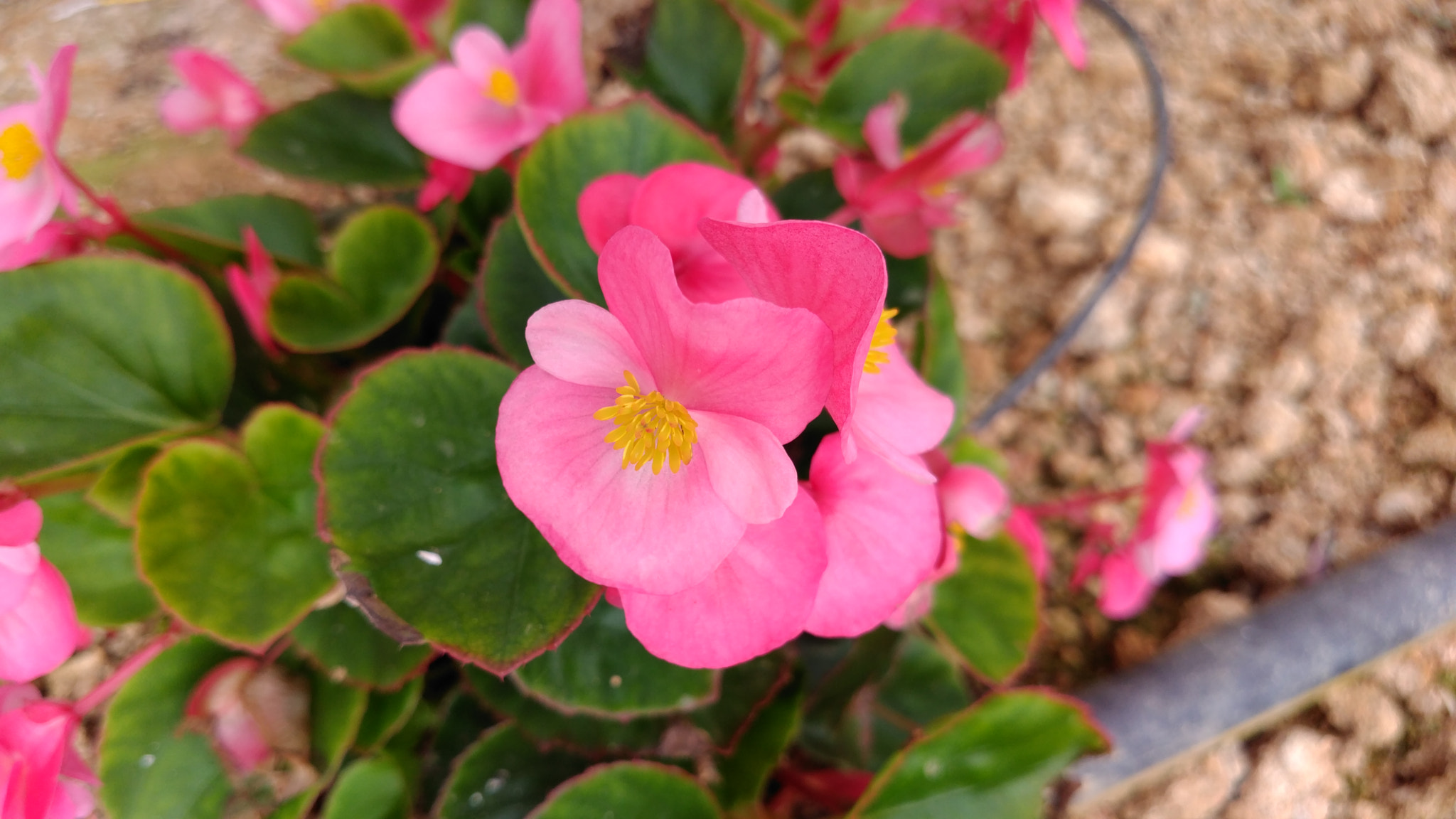 ZTE A2017G sample photo. No edit  photography