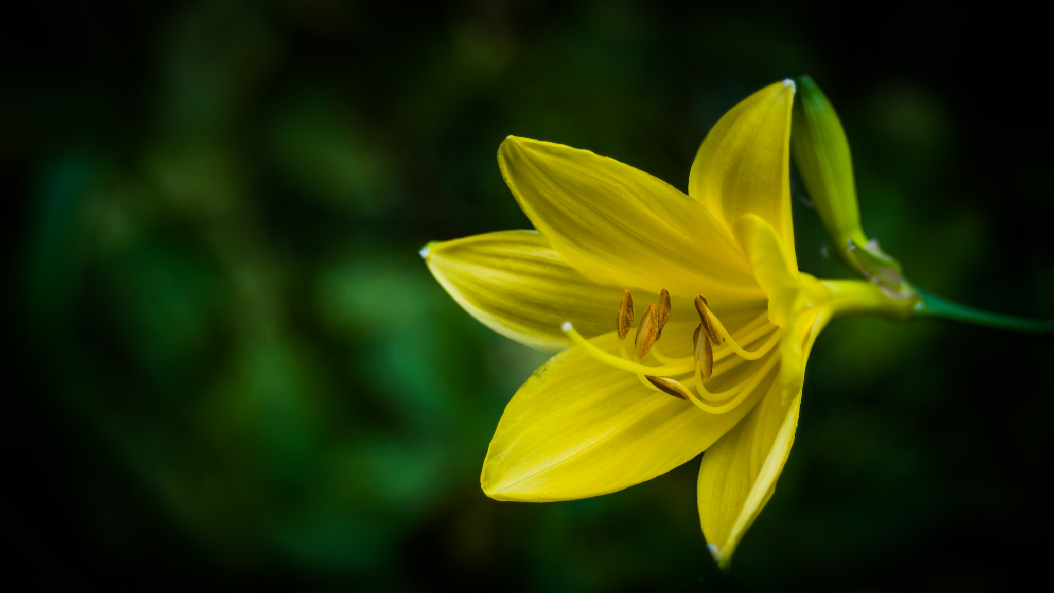 Sony SLT-A58 sample photo. Yellow flower photography