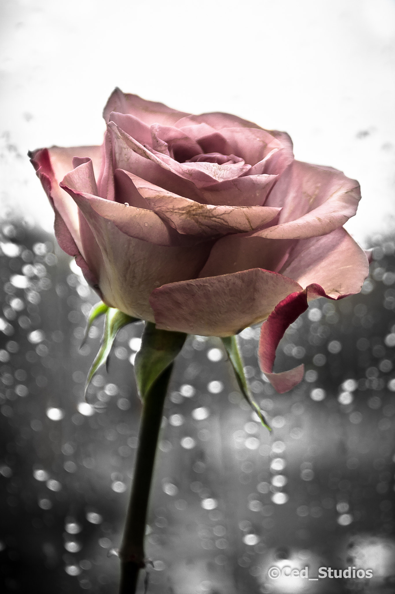 Canon EOS 40D sample photo. Rainy day photography