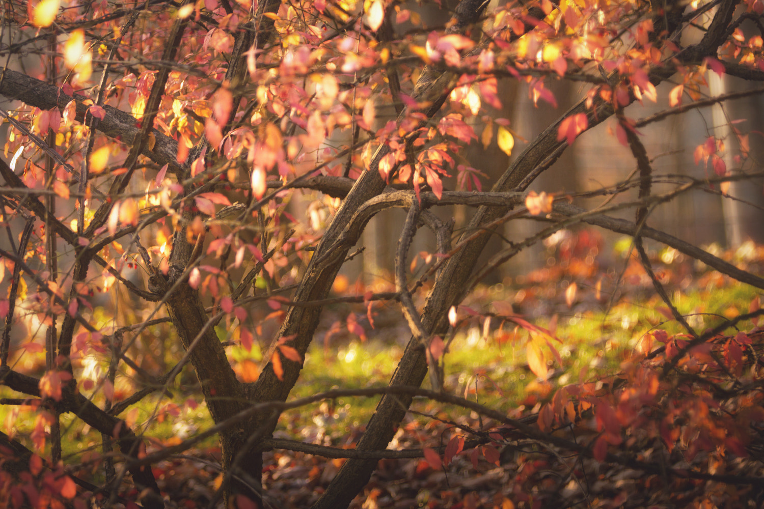Canon EOS 7D sample photo. Autumn beauty photography