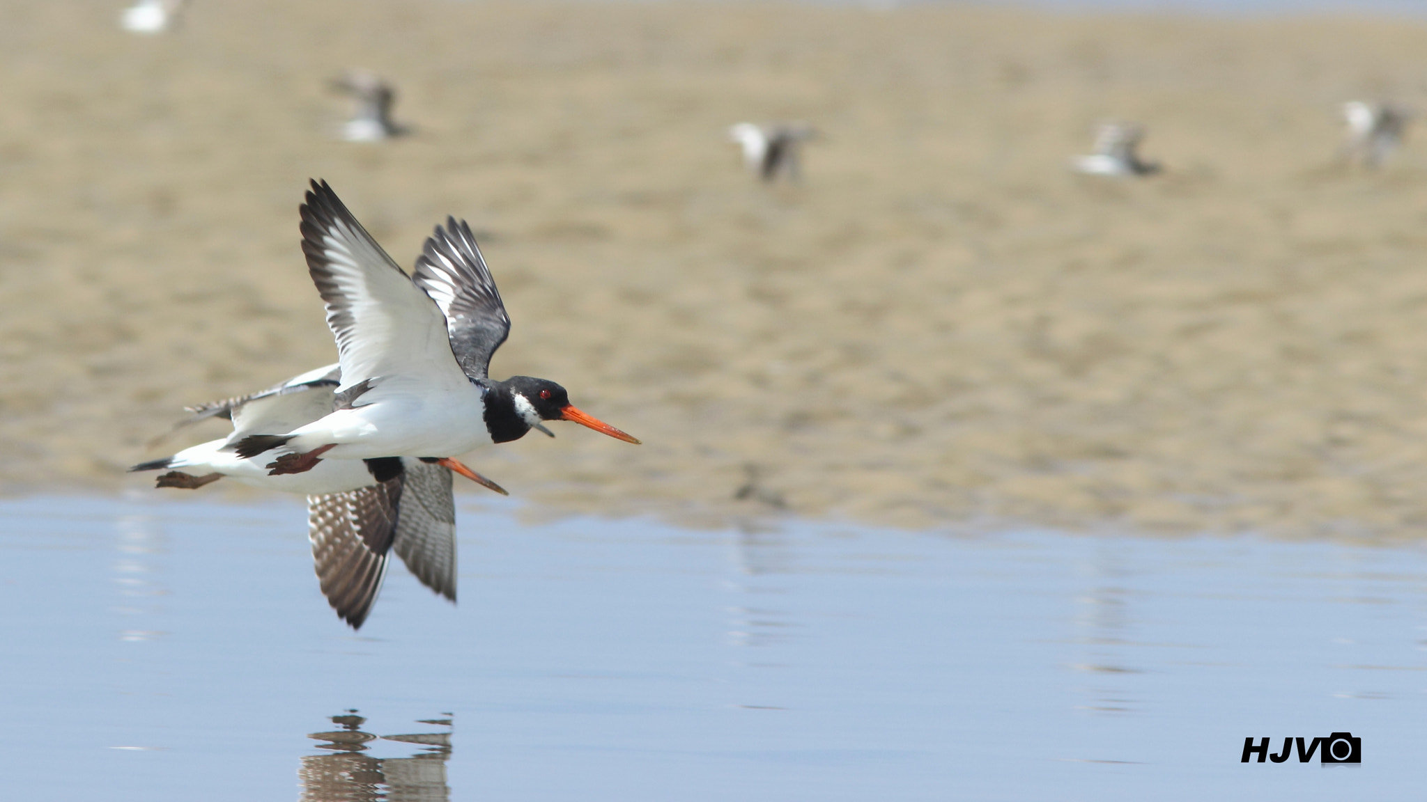 Canon EF 300mm F4L IS USM sample photo. Eurasian oystercatcher photography
