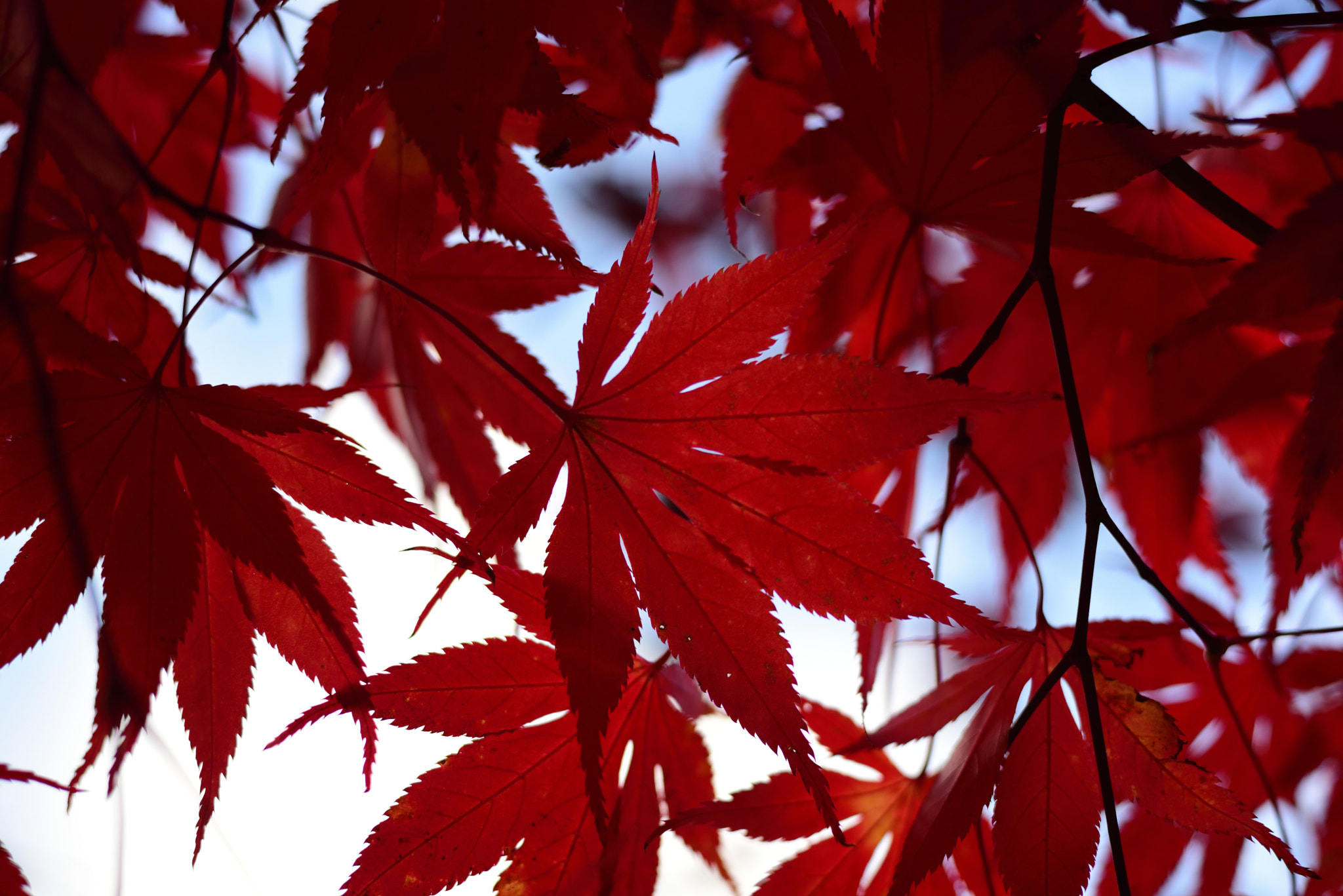 Voigtlander Nokton 58mm F1.4 SLII sample photo. Narai photography