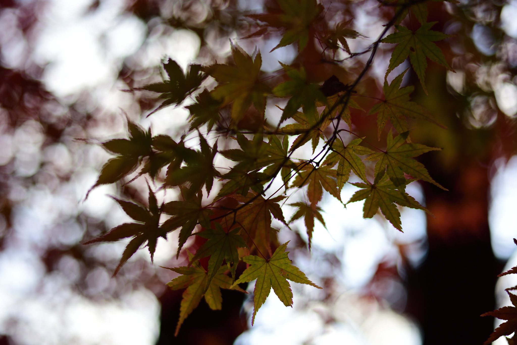 Voigtlander Nokton 58mm F1.4 SLII sample photo. Narai photography