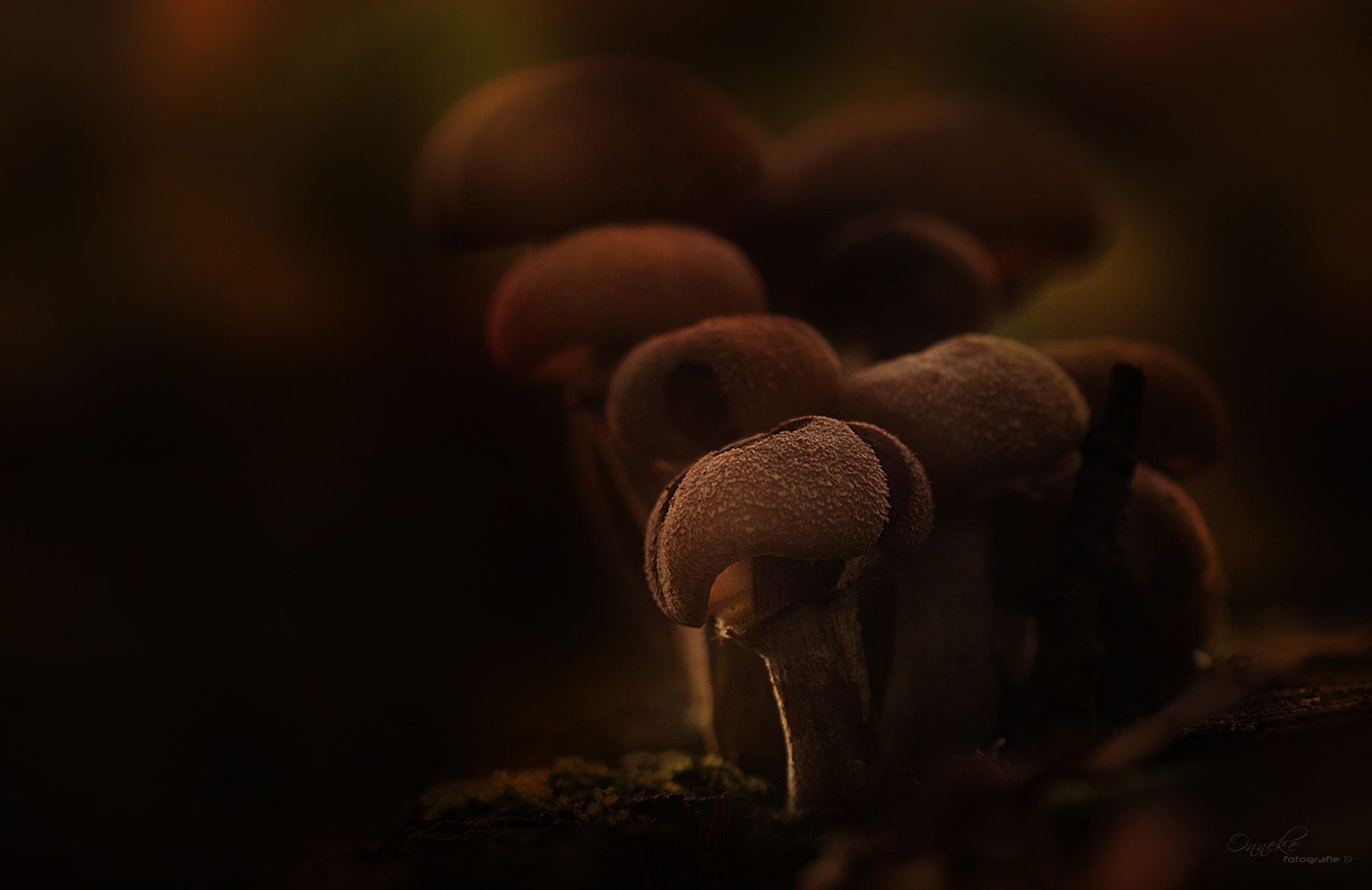 Canon EF 100mm F2.8 Macro USM sample photo. Mushrooms photography