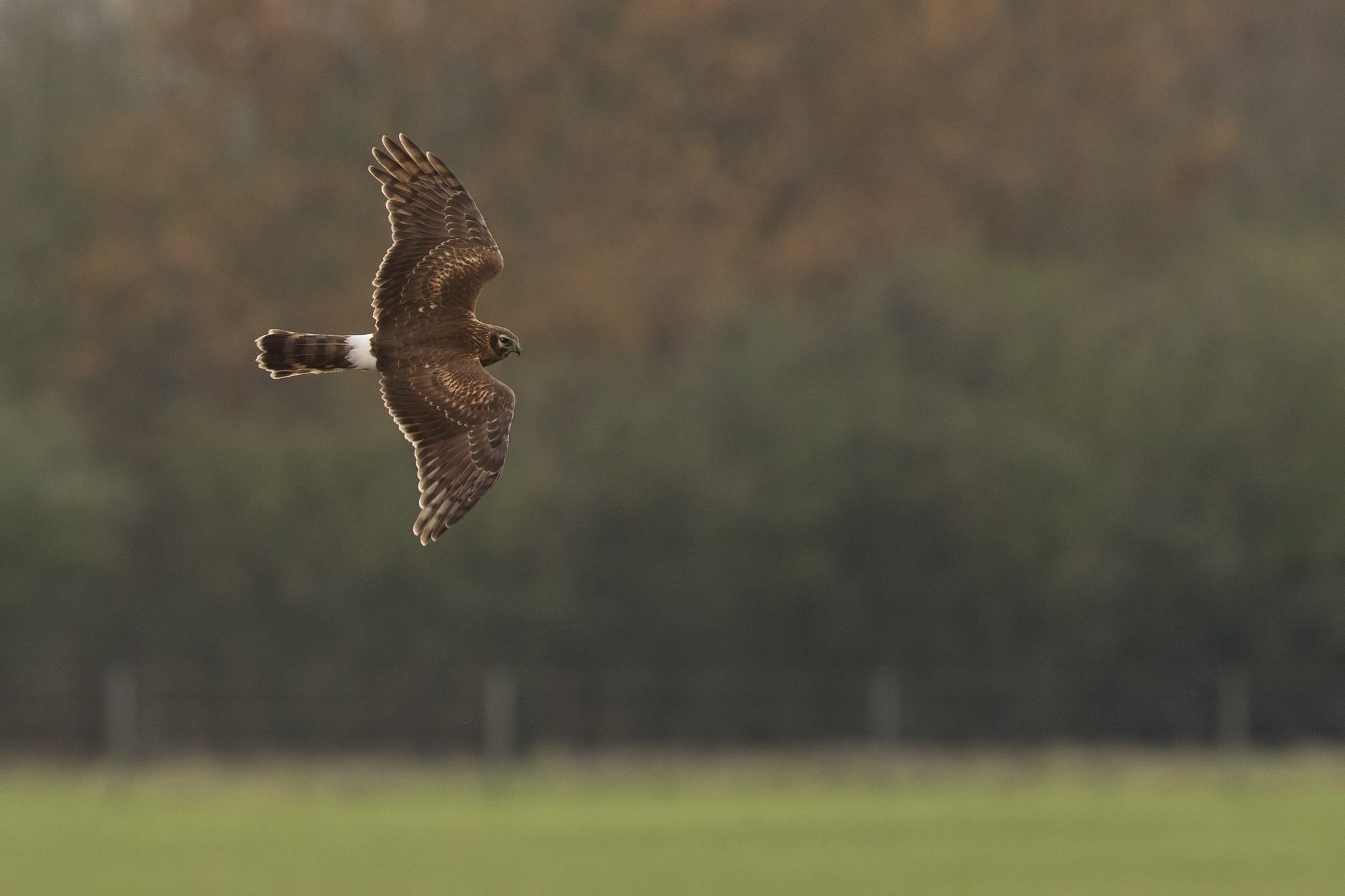 Canon EF 500mm F4L IS II USM sample photo. Whoosh photography