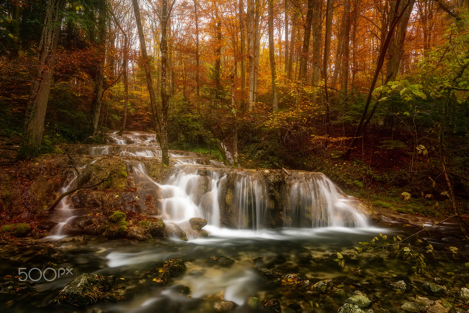 Nikon D600 + Nikon AF-S Nikkor 20mm F1.8G ED sample photo. Magical forest. photography