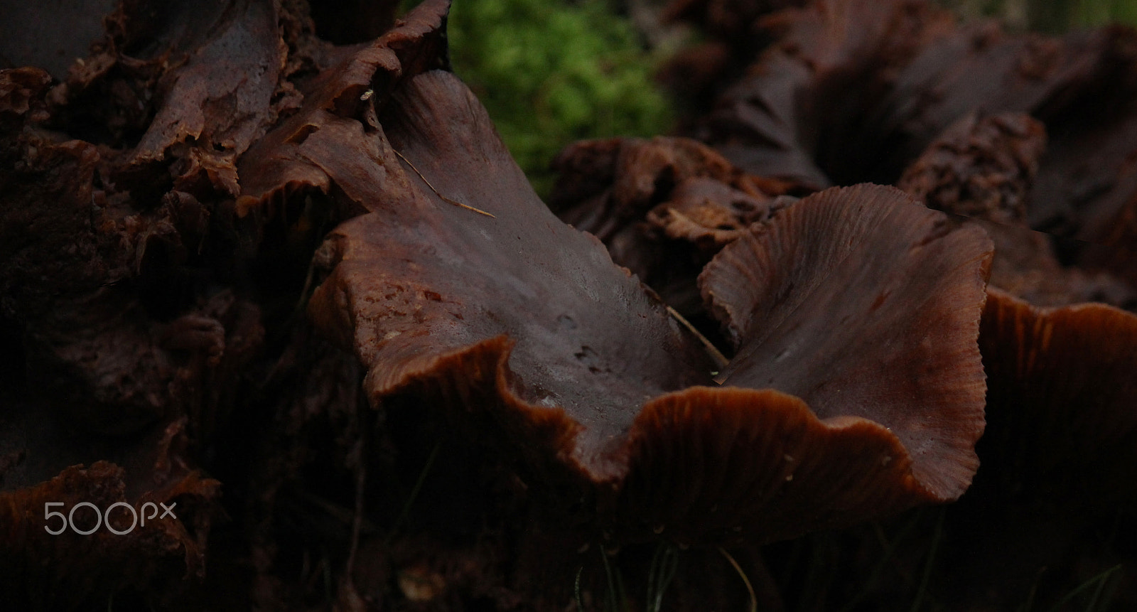 Canon EF-S 55-250mm F4-5.6 IS sample photo. Dark mushroom photography