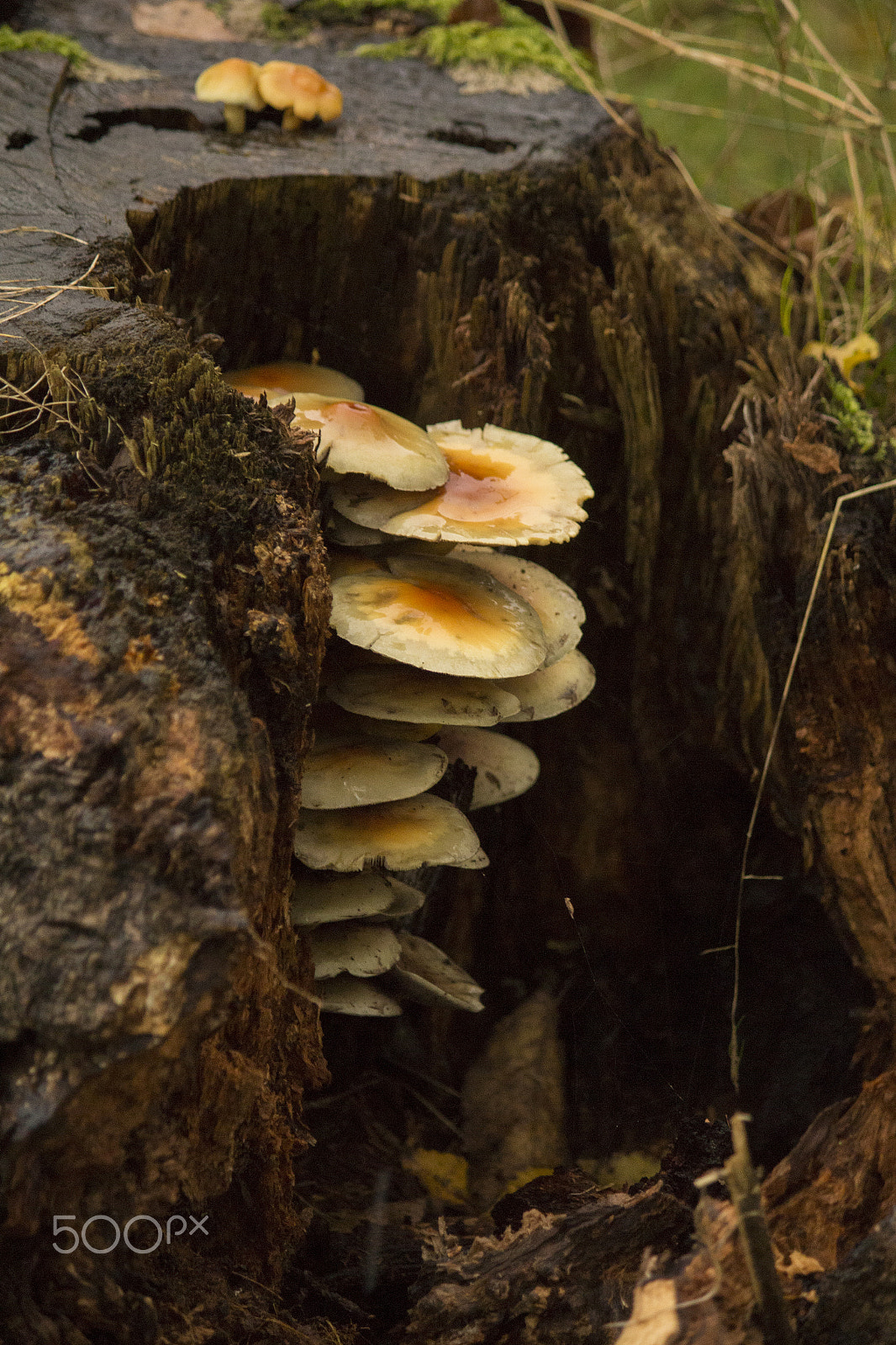 Canon EF-S 55-250mm F4-5.6 IS sample photo. Mushroom city photography