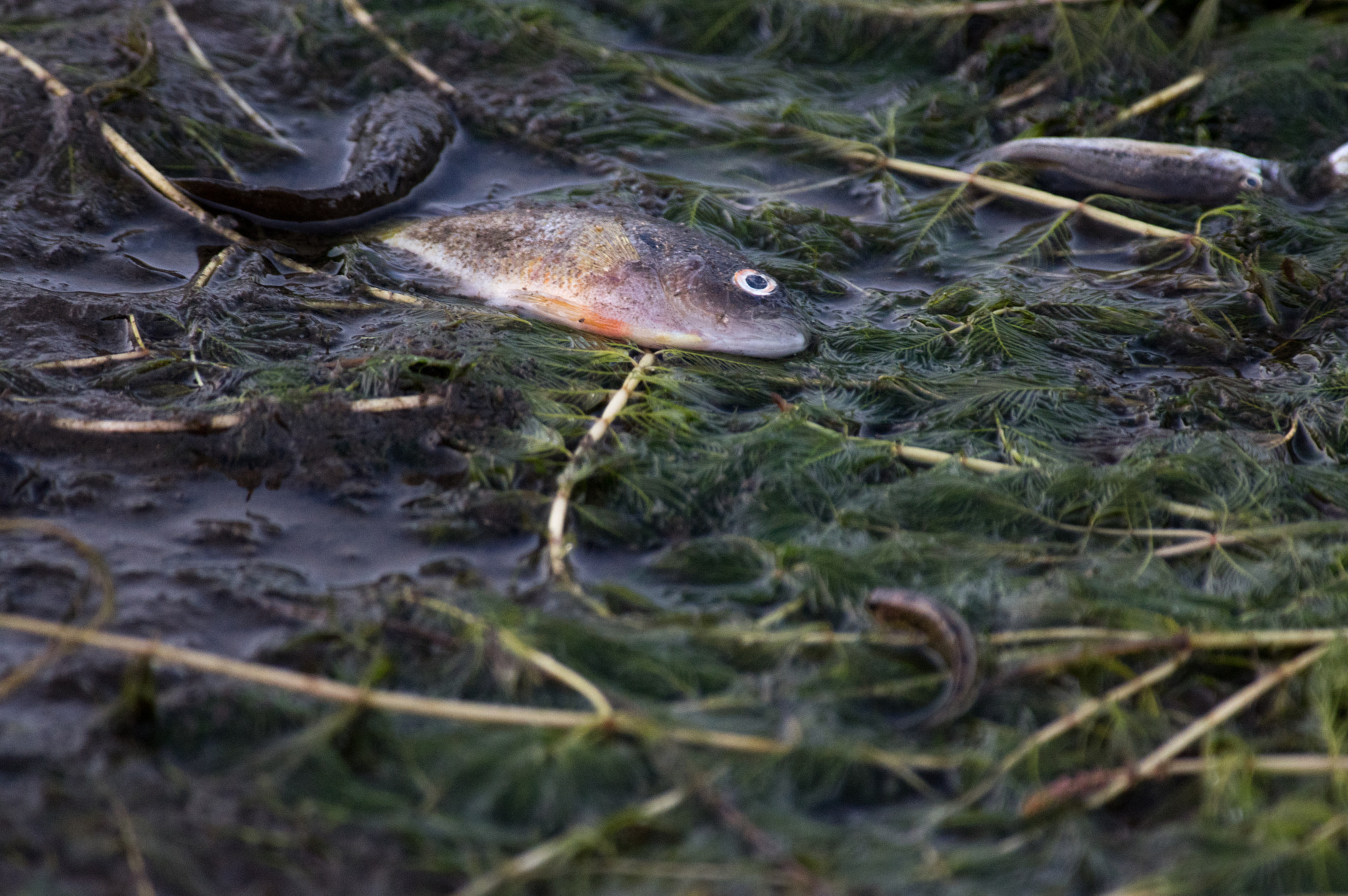 Pentax smc DA* 300mm F4.0 ED (IF) SDM sample photo. Fish in dried reservoir photography