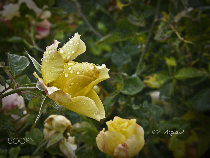 Olympus SP550UZ sample photo. Premonition photography