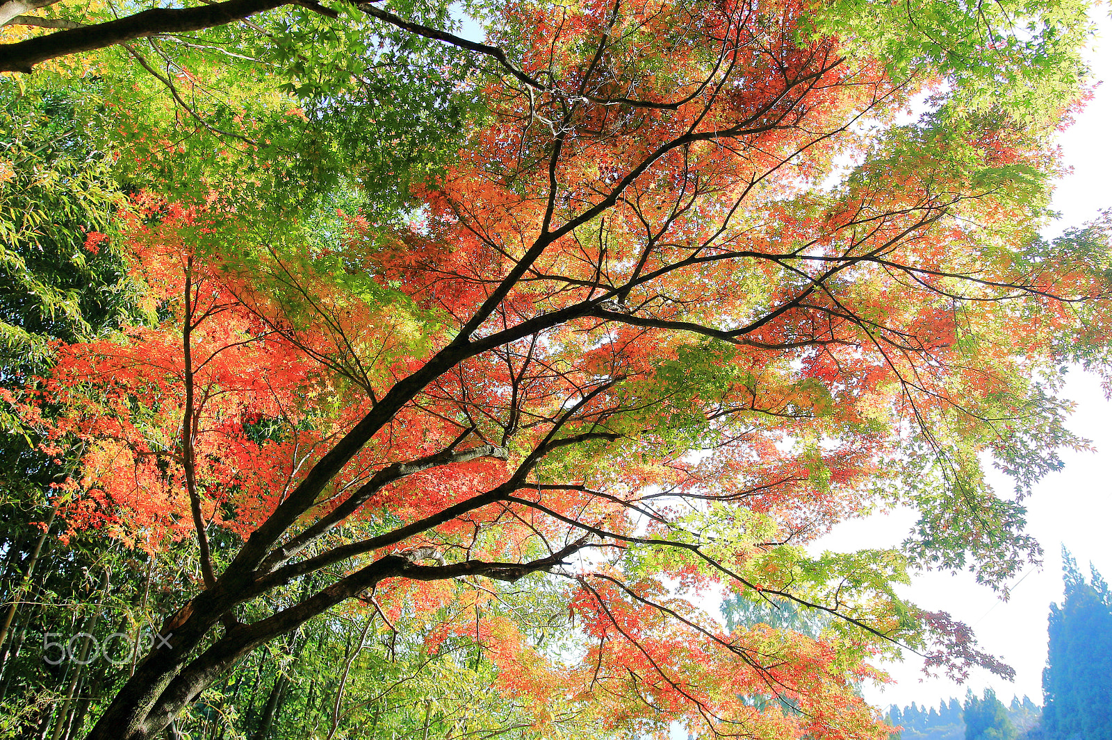 Canon EOS 700D (EOS Rebel T5i / EOS Kiss X7i) sample photo. Gradation of autumn leaves photography