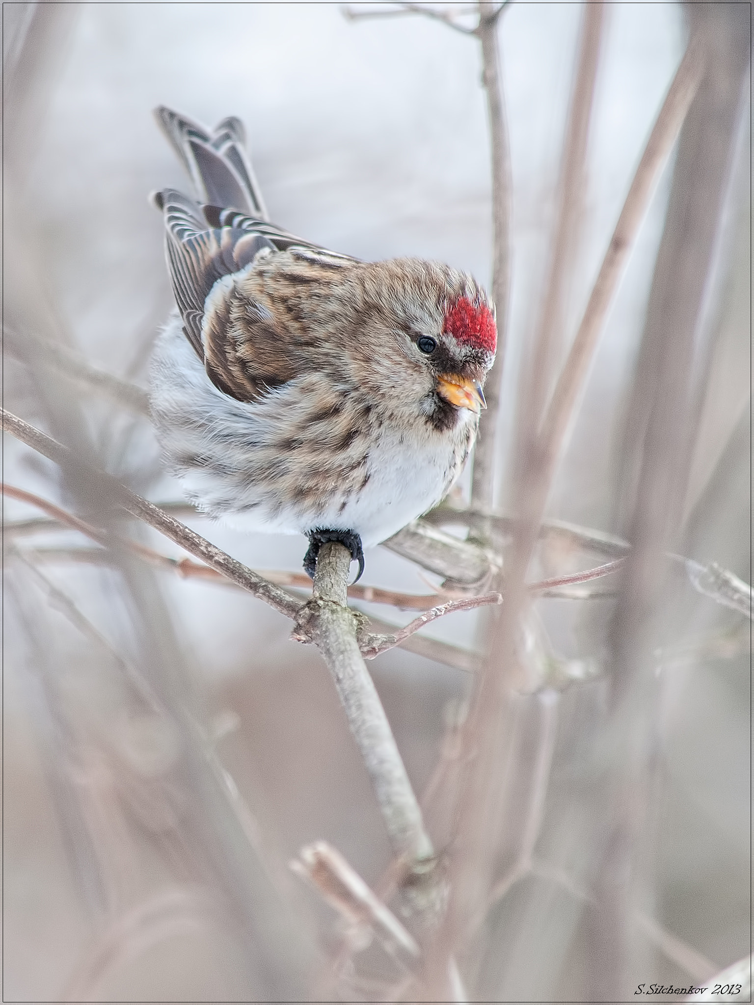Nikon D300 sample photo. Redpoll photography