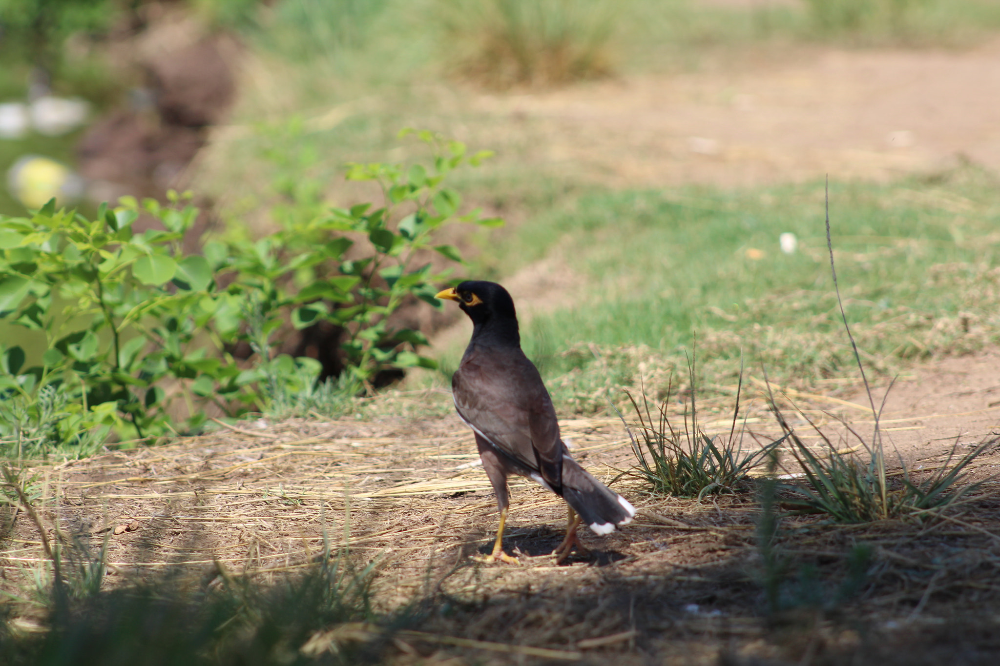 Canon EF 75-300mm f/4-5.6 USM sample photo