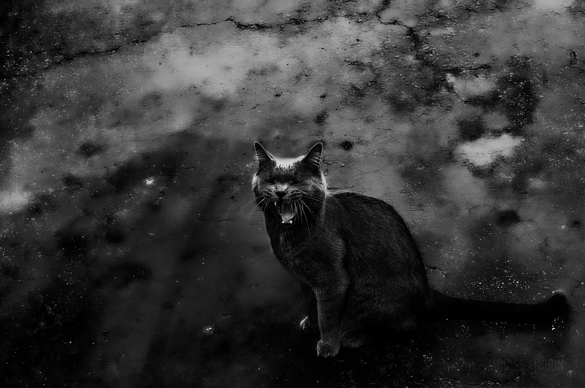 Leica D-LUX 4 sample photo. Mighty roar photography