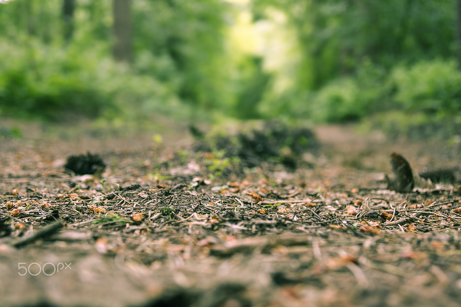 Sony Alpha DSLR-A500 + Sony DT 18-55mm F3.5-5.6 SAM sample photo. Forrest trail with pine needles in closeup photography