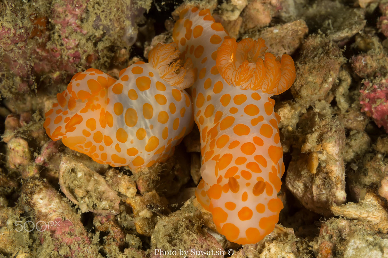 Canon EF-S 60mm F2.8 Macro USM sample photo. Gymnodoris rubropapulosa nudibranch, sea slug photography