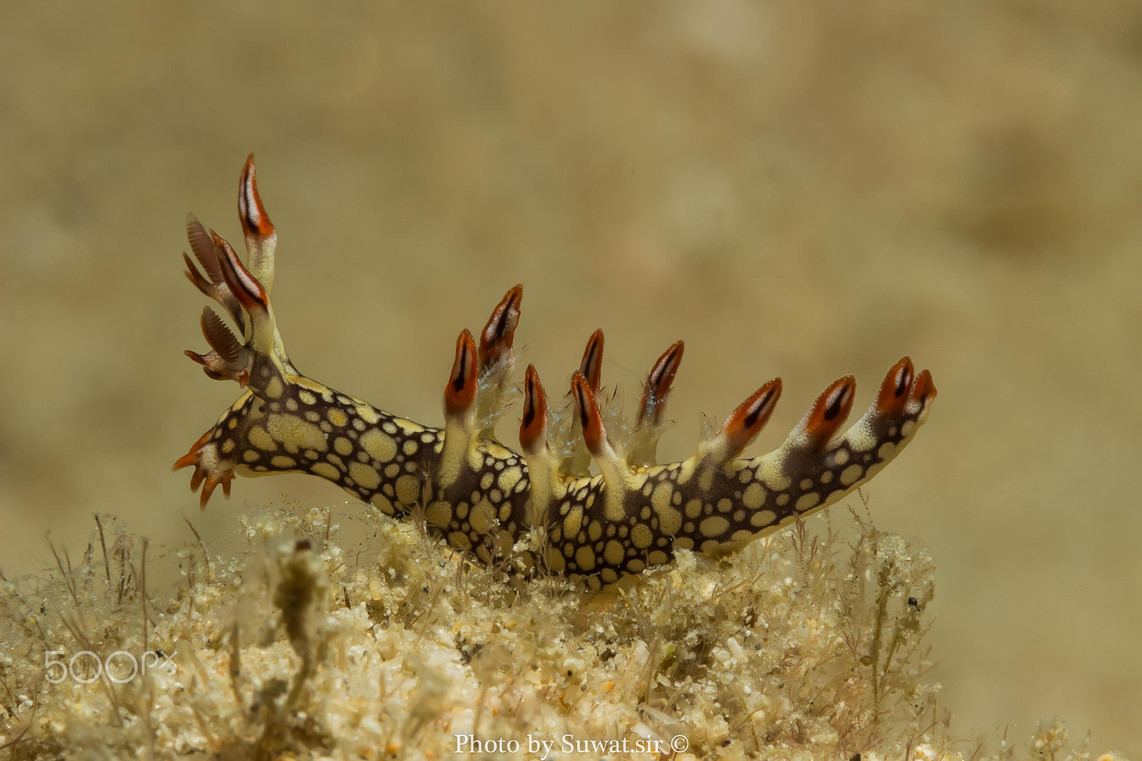 Canon EF-S 60mm F2.8 Macro USM sample photo. Bornella anguilla photography