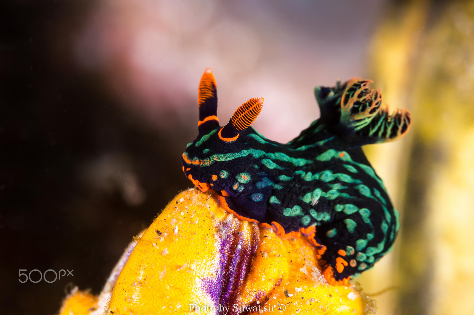 Canon EF-S 60mm F2.8 Macro USM sample photo. Nembrotha kubaryana photography