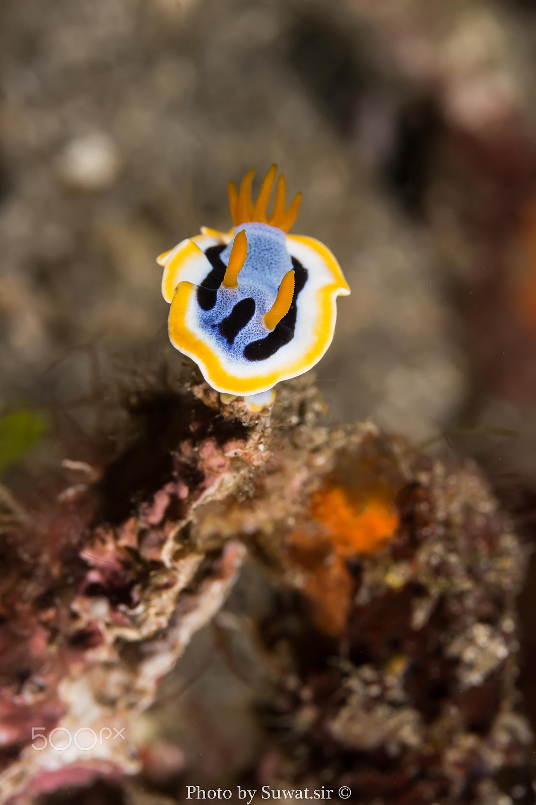 Canon EF-S 60mm F2.8 Macro USM sample photo. Chromodoris annae photography