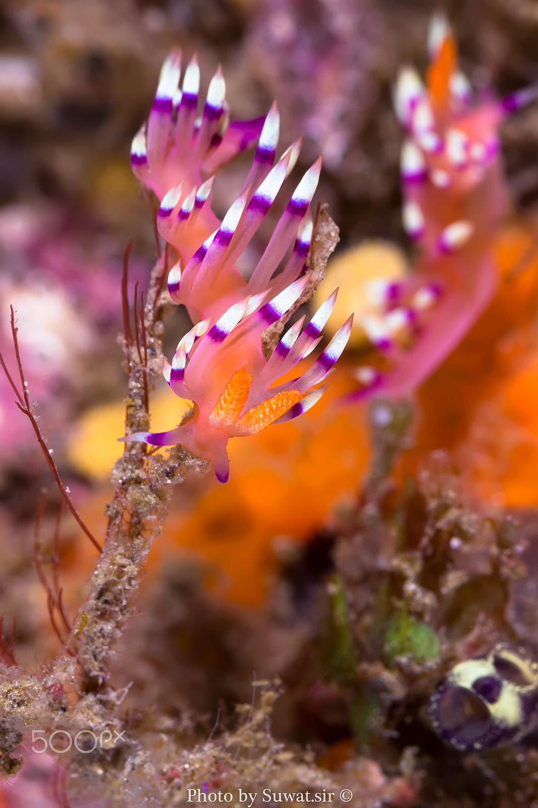Canon EF-S 60mm F2.8 Macro USM sample photo. Flabellina exoptata photography