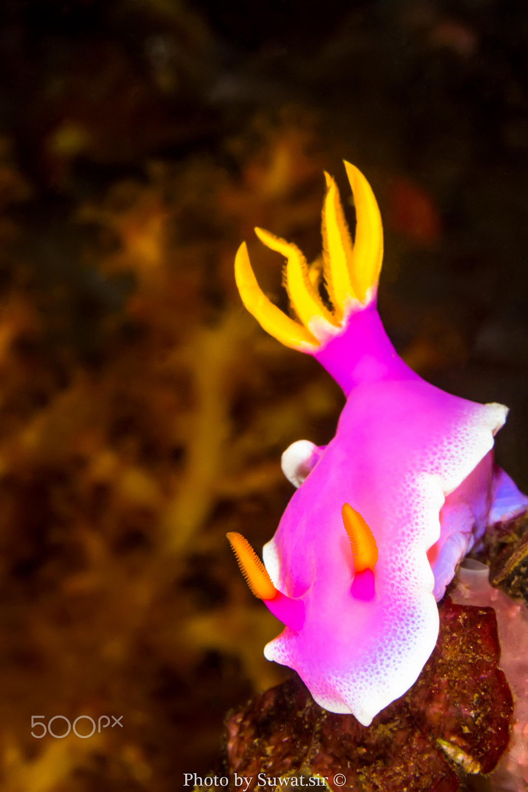 Canon EF-S 60mm F2.8 Macro USM sample photo. Hypselodoris apolegma photography
