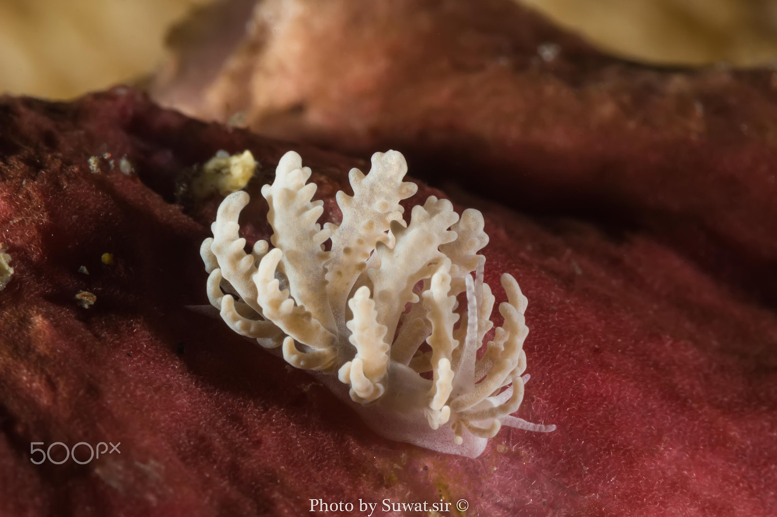 Canon EF-S 60mm F2.8 Macro USM sample photo. Phyllodesmium crypticum photography