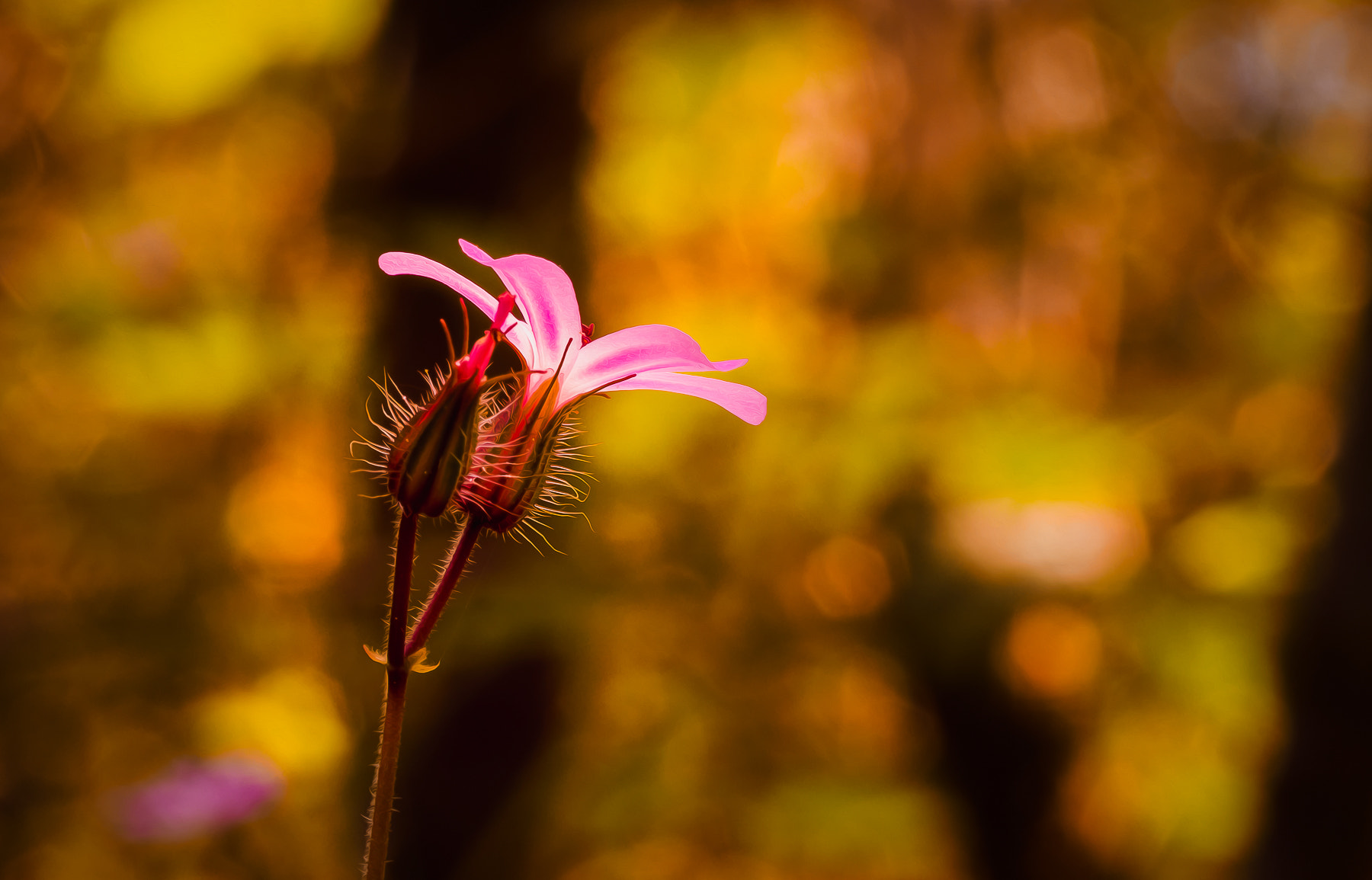 Olympus M.Zuiko Digital ED 60mm F2.8 Macro sample photo. Herb robert photography