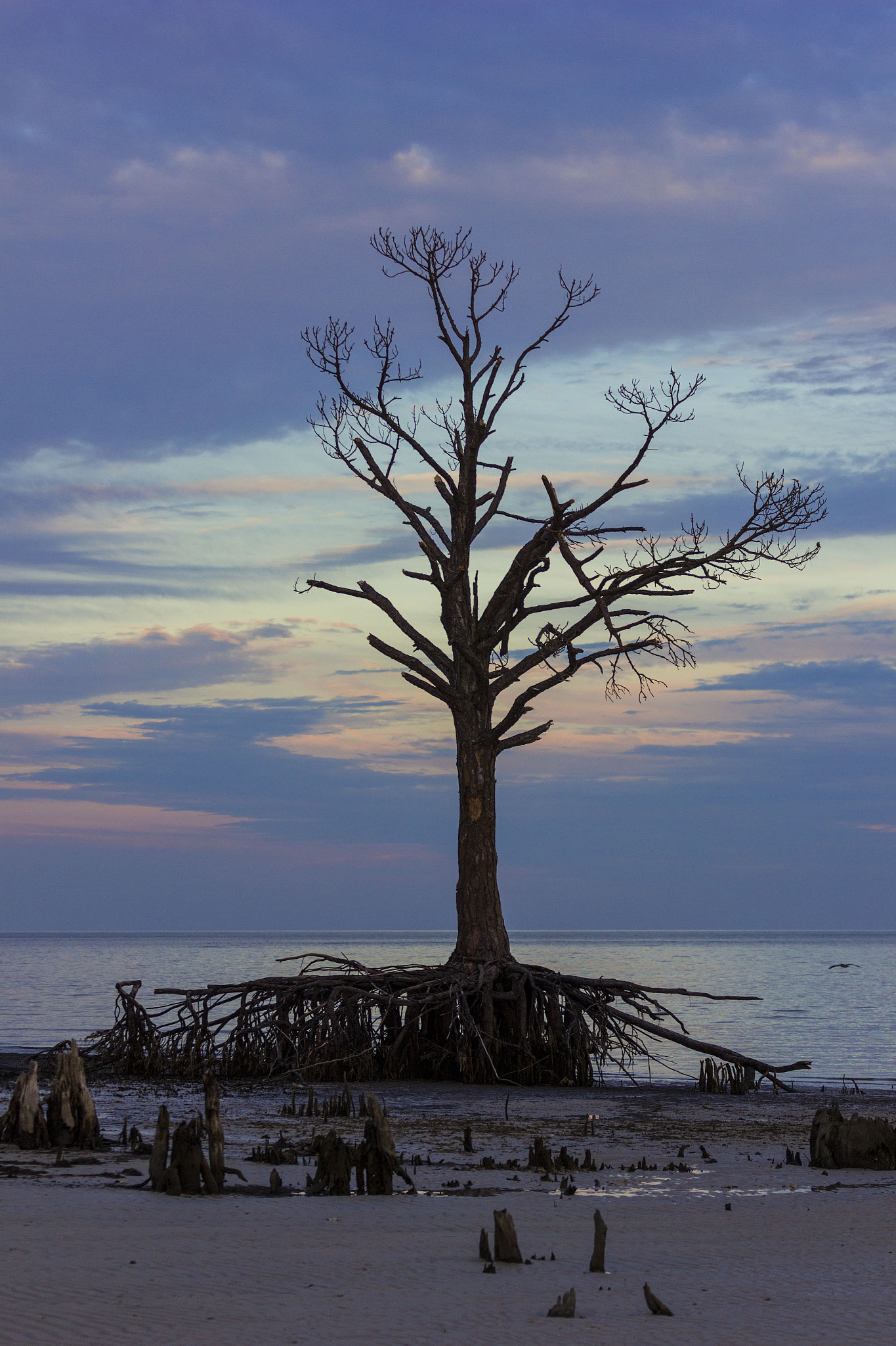 Canon EOS 600D (Rebel EOS T3i / EOS Kiss X5) + Canon EF 70-200mm F4L USM sample photo. Dead tree on shell point photography