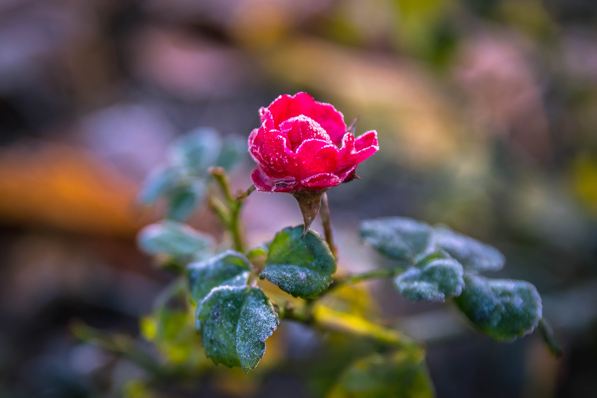 Canon EOS 750D (EOS Rebel T6i / EOS Kiss X8i) sample photo. Eine frostige  rose photography