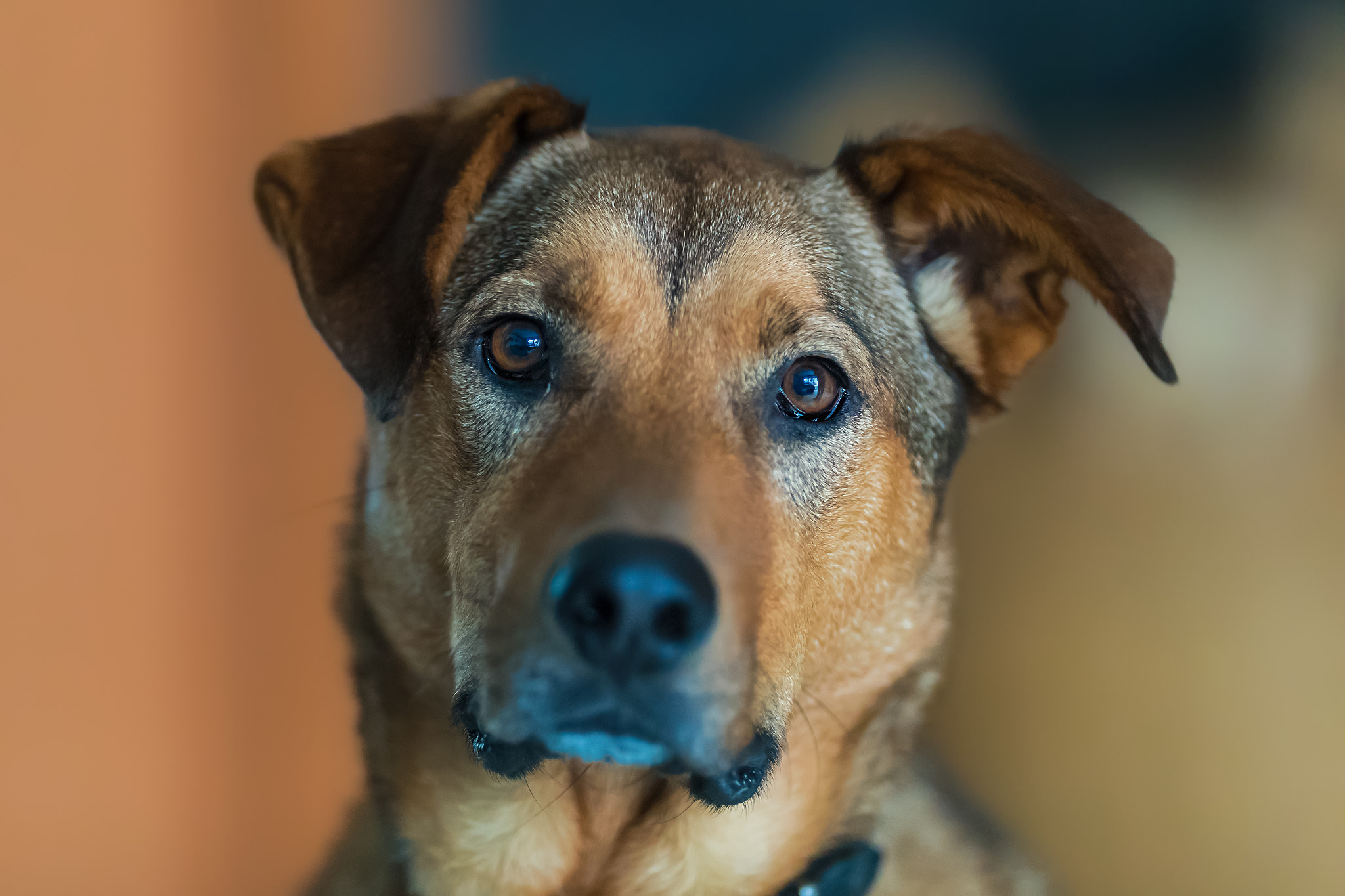 Canon EF 200mm F2L IS USM sample photo. Kalle photography