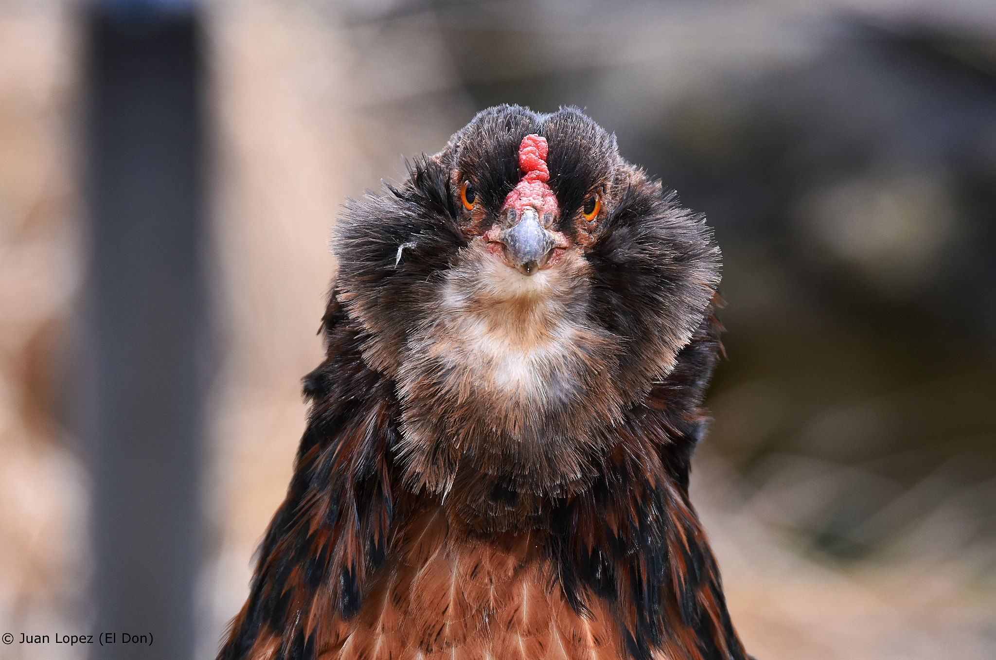 Sigma 150-600mm F5-6.3 DG OS HSM | S sample photo. Hen photography