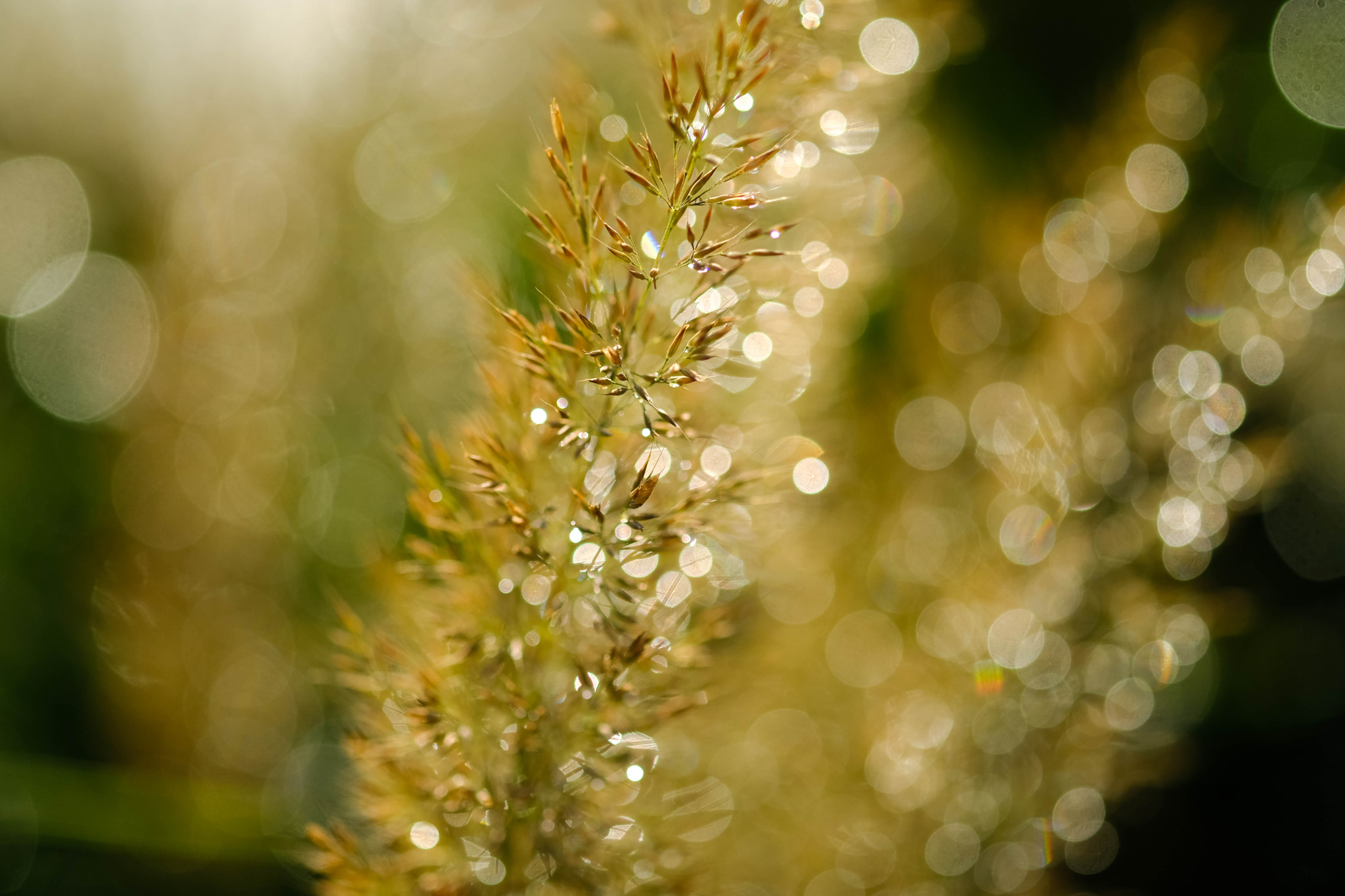 Fujifilm X-Pro2 + Fujifilm XF 60mm F2.4 R Macro sample photo. Paillettes dorées photography