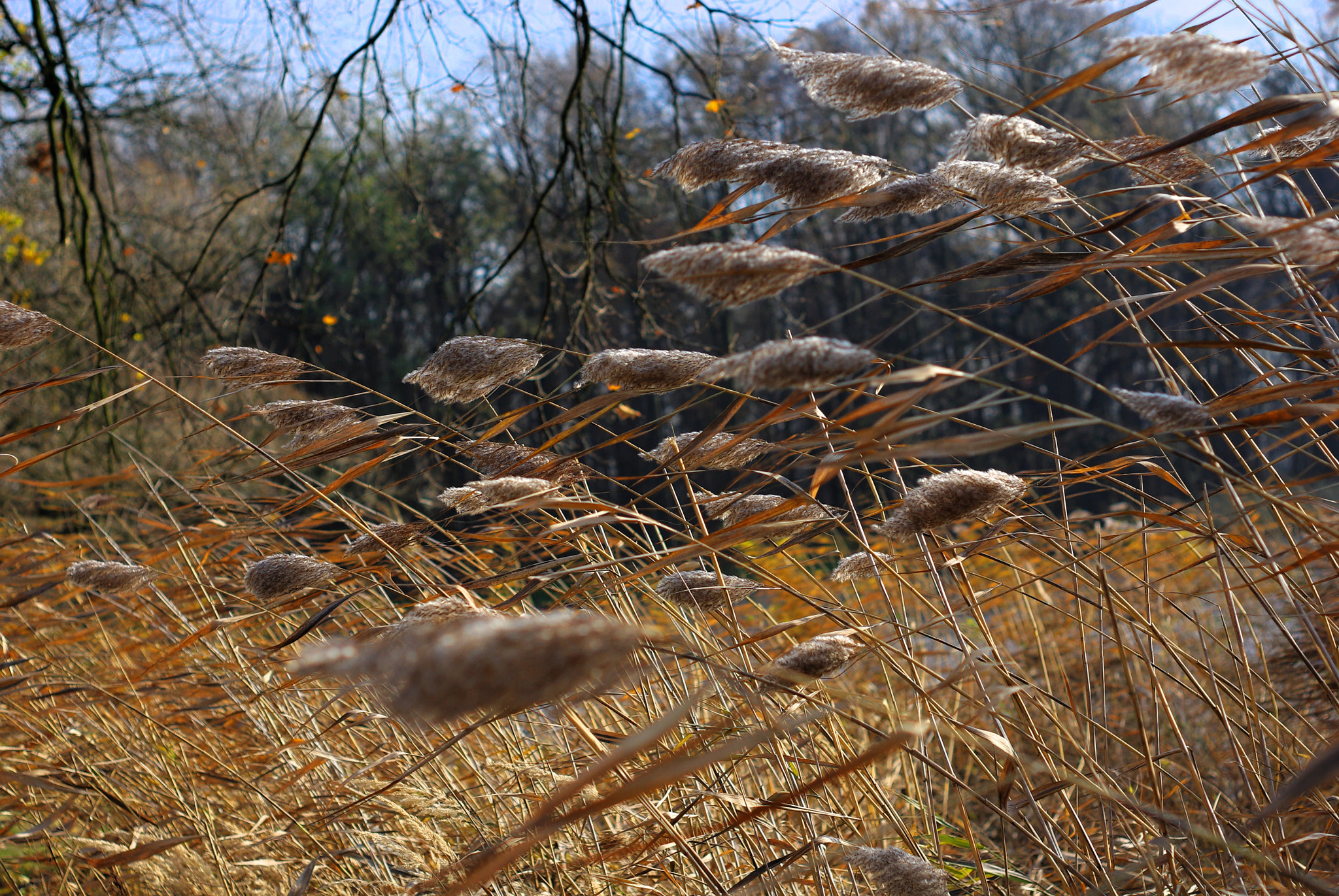 Pentax K-m (K2000) sample photo. Fall wind photography