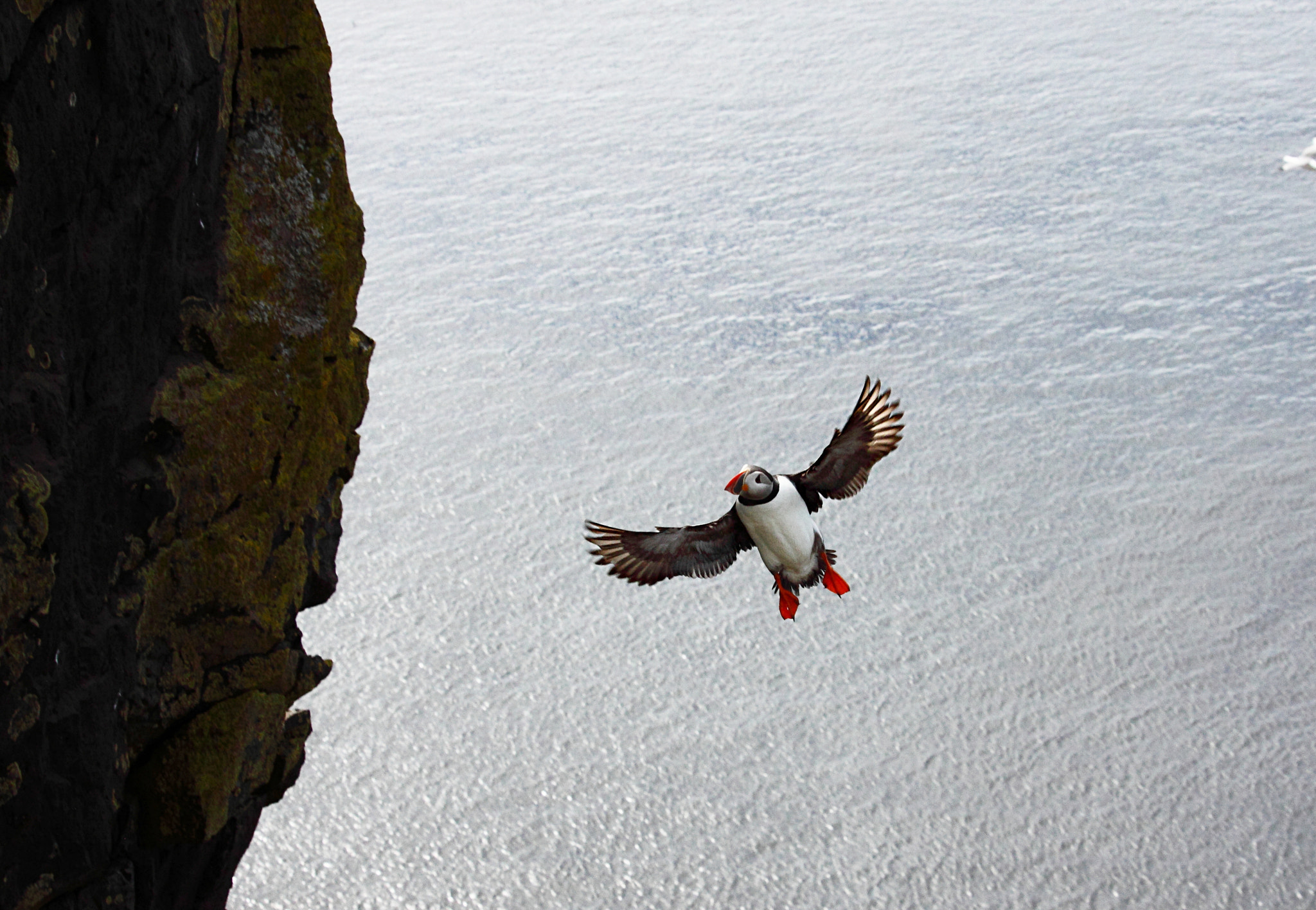 Canon EF-S 55-250mm F4-5.6 IS STM sample photo. Good at flying? photography