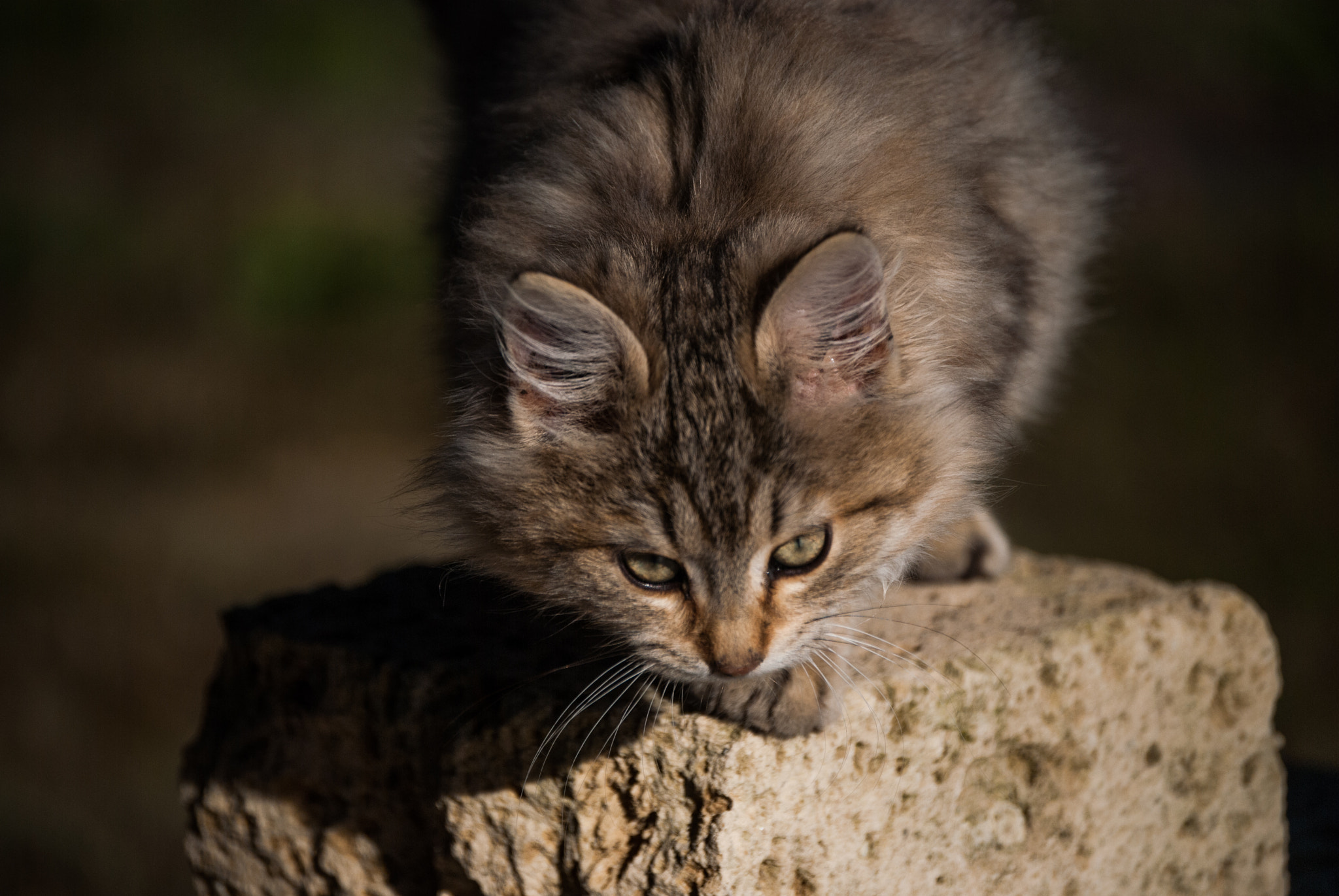 Nikon D40X sample photo. Haunter photography