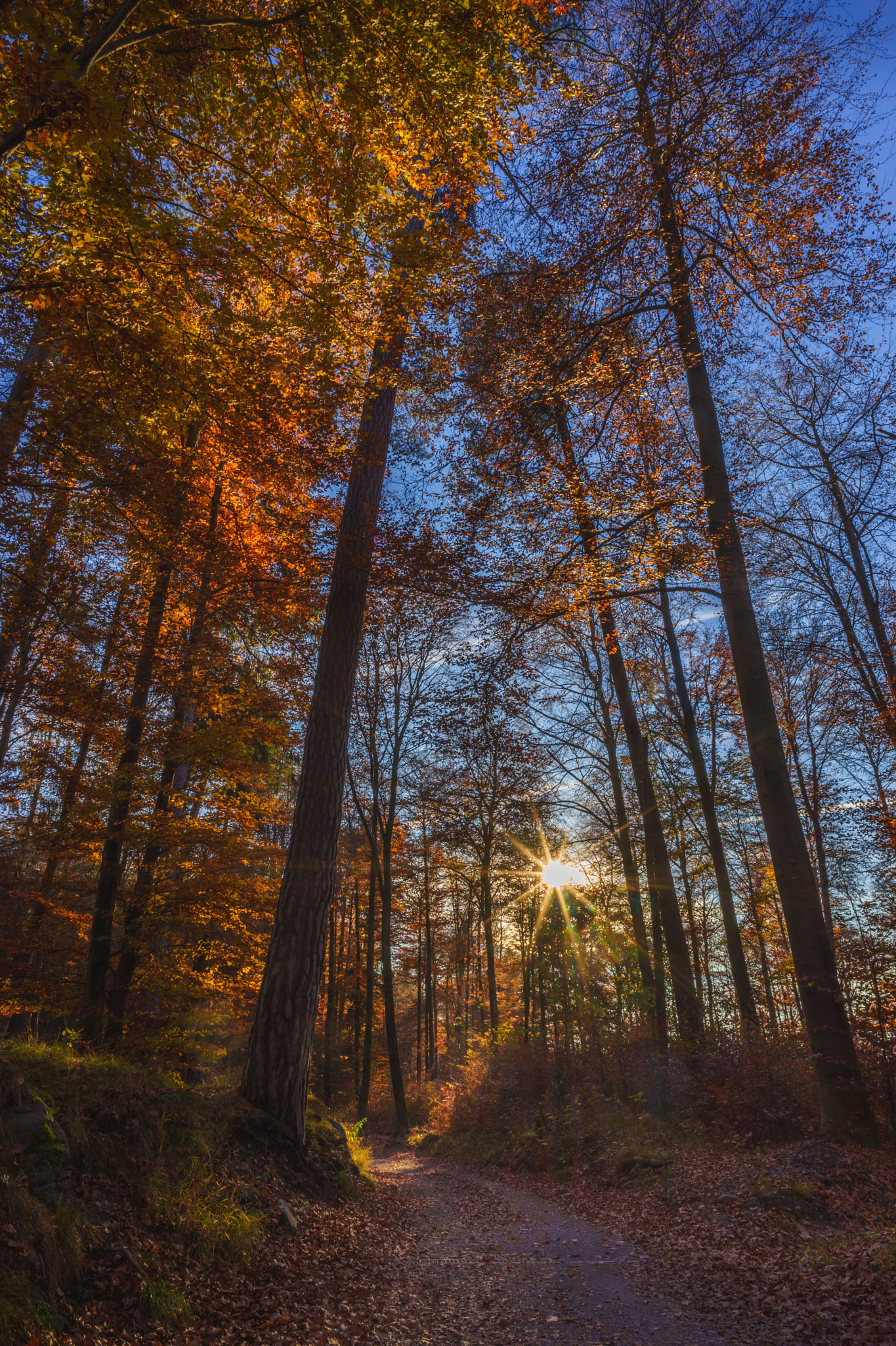 E 21mm F2.8 sample photo. Autumn pathway photography