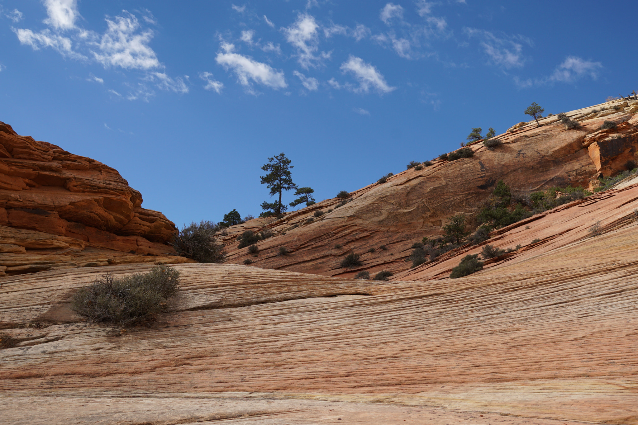 Sony ILCA-77M2 sample photo. Zion national park photography