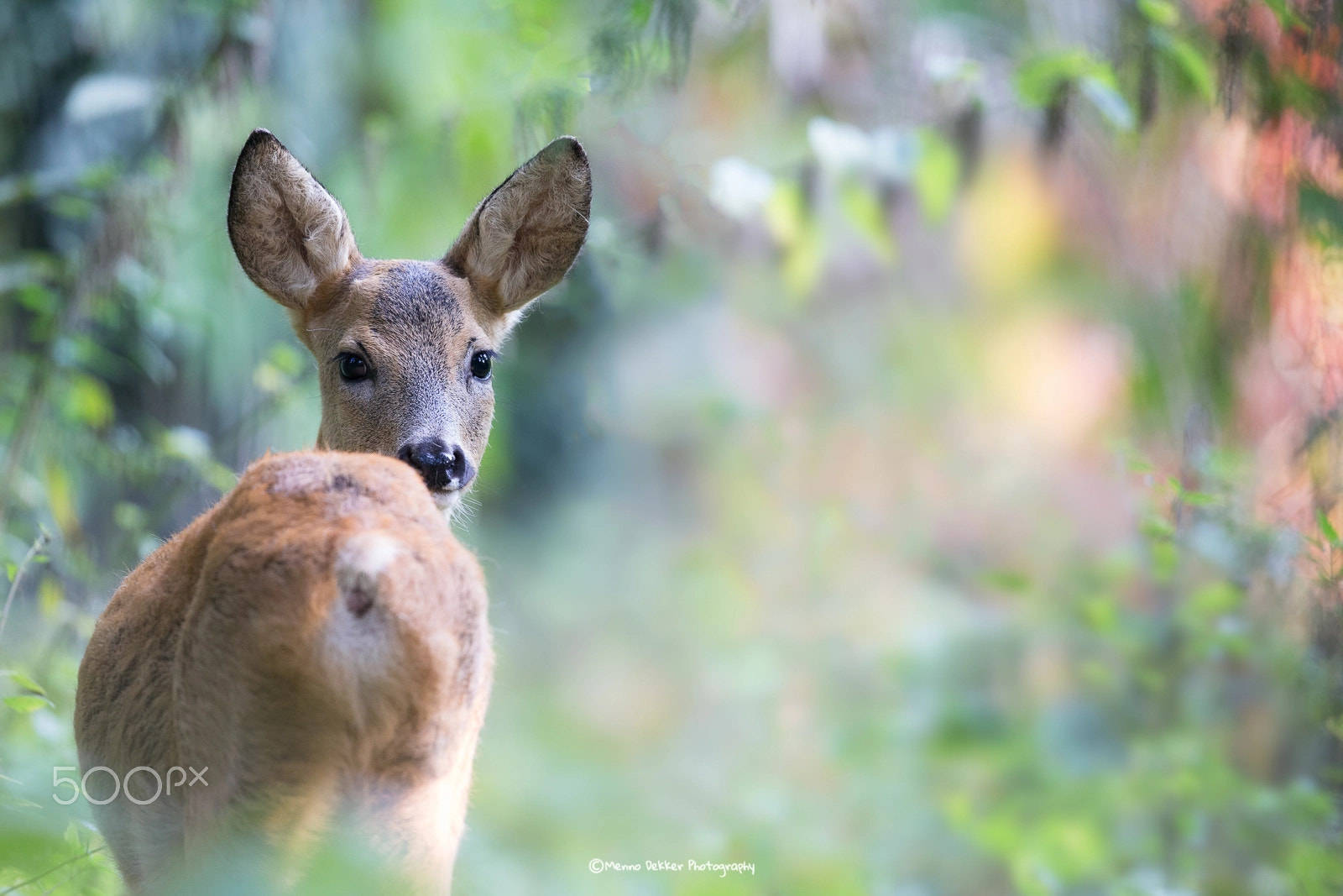Canon EF 500mm F4L IS II USM sample photo. What are you looking at…….. photography