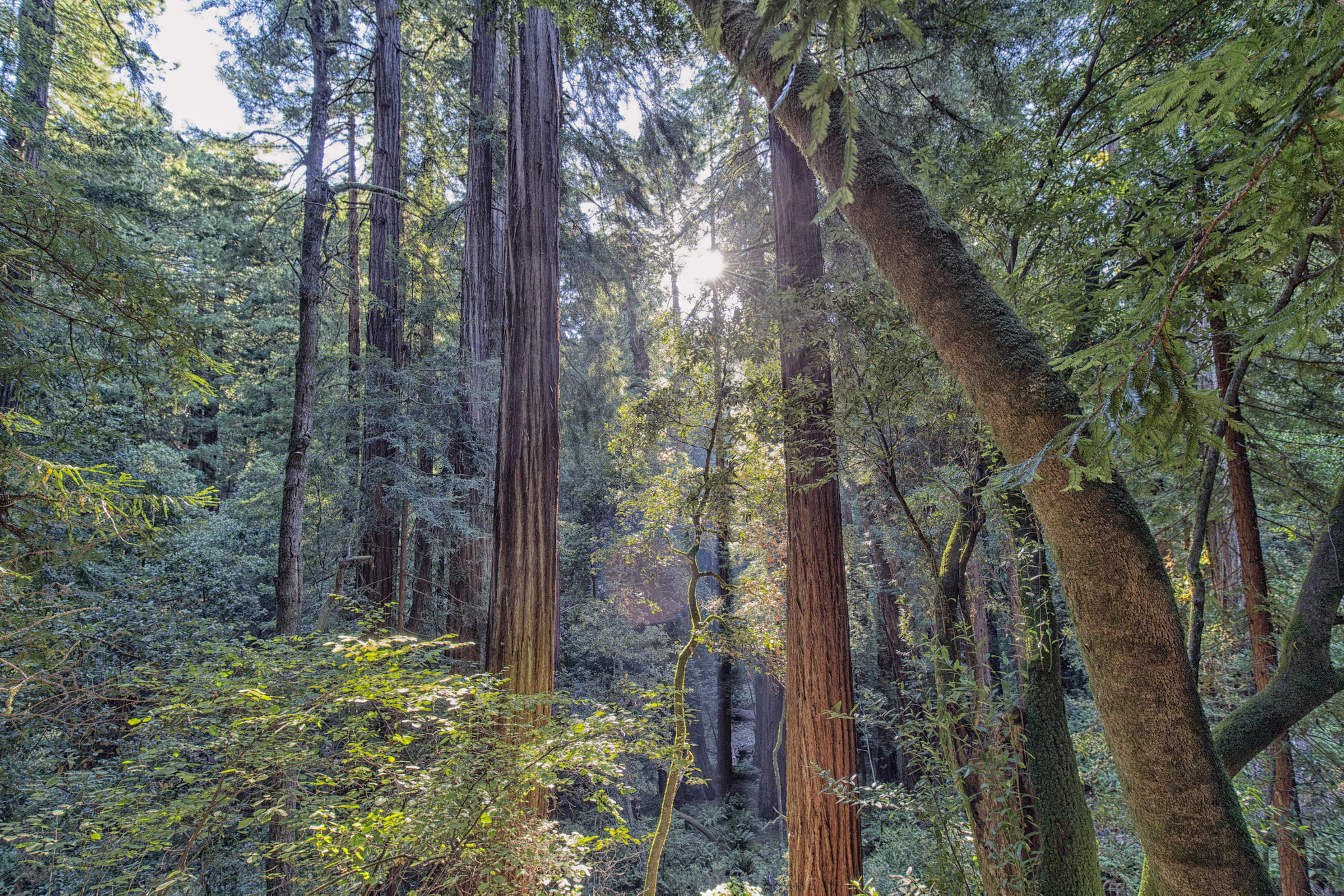 Canon EOS-1D X + ZEISS Distagon T* 15mm F2.8 sample photo. Muir woods photography